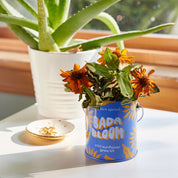 Sunflower Grow Kit 'Bada Bloom'