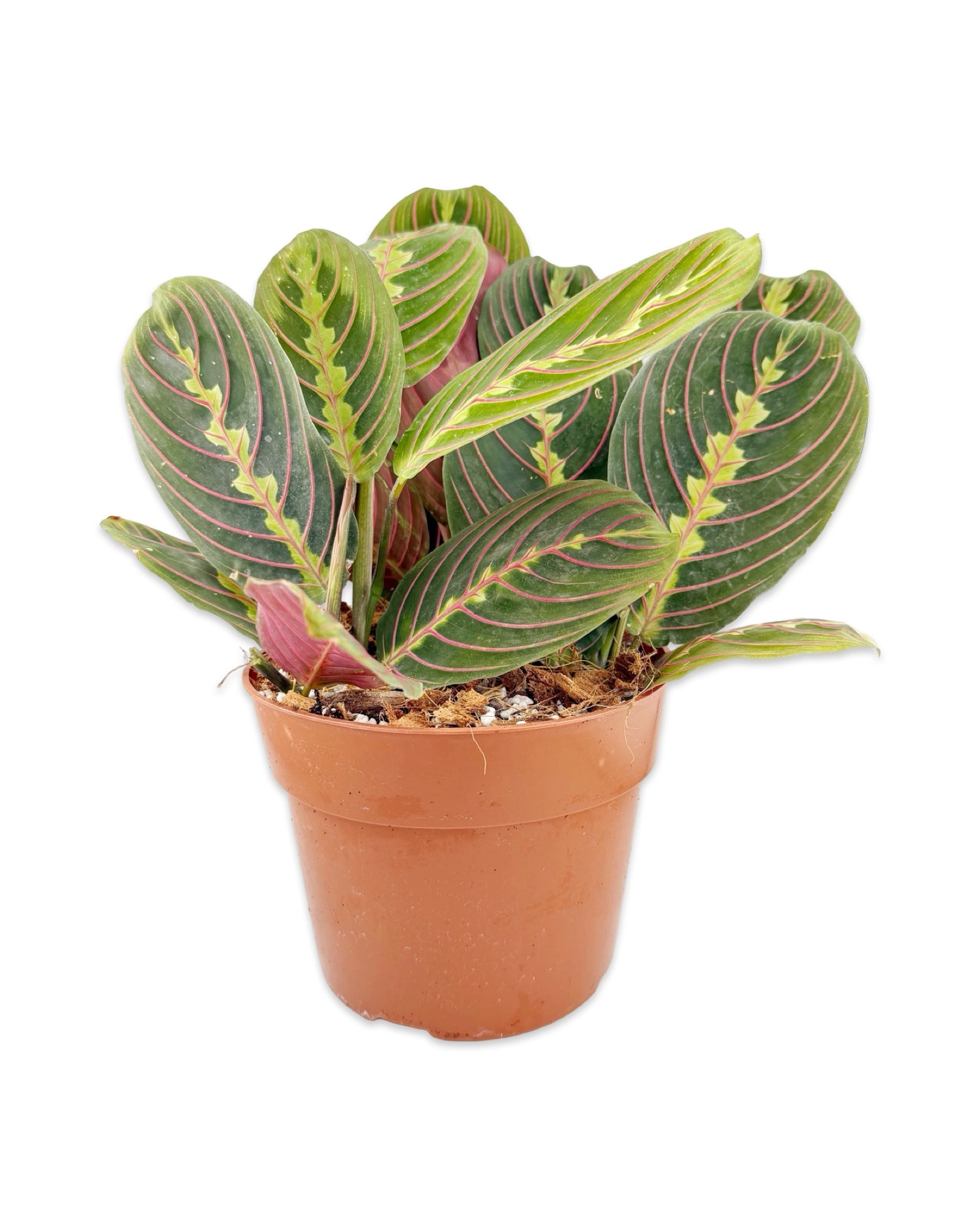 Maranta ‘Red’ Prayer Plant