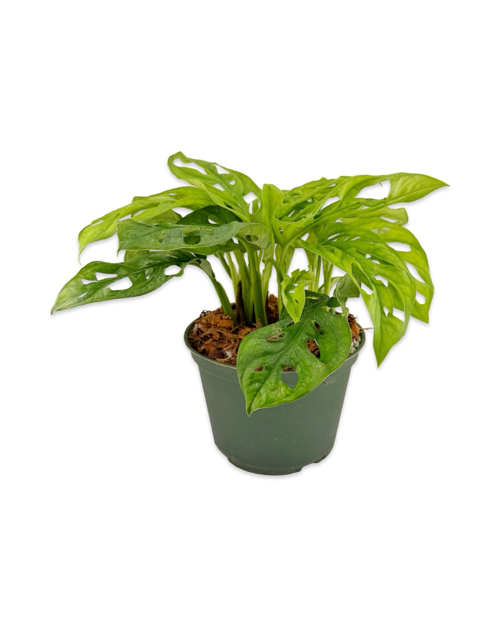 Philodendron ‘Swiss Cheese’ (Adansonii)