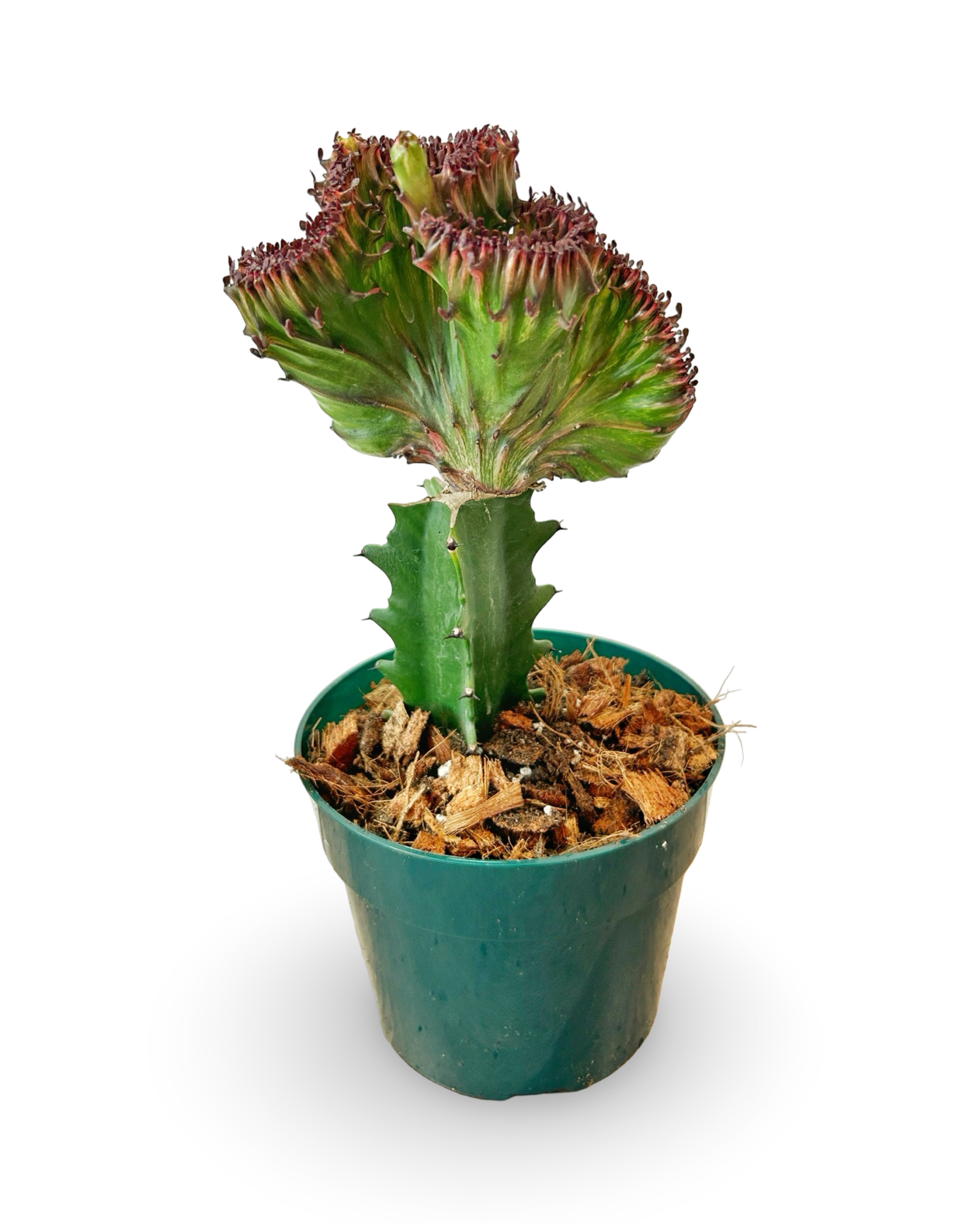 6" Euphorbia Lactea Crested 'Mermaid Tail' | Abyssa