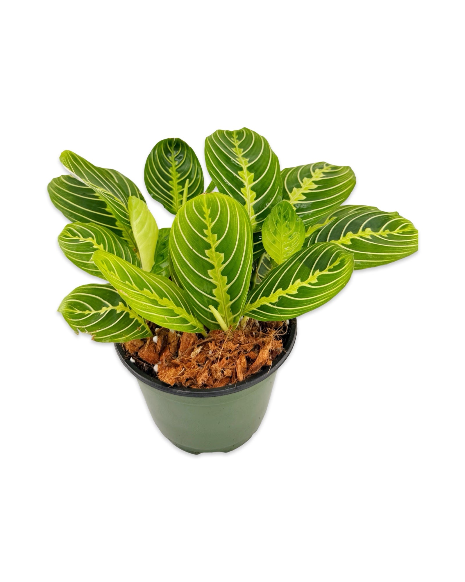 Maranta ‘Lemon Lime’ Prayer Plant