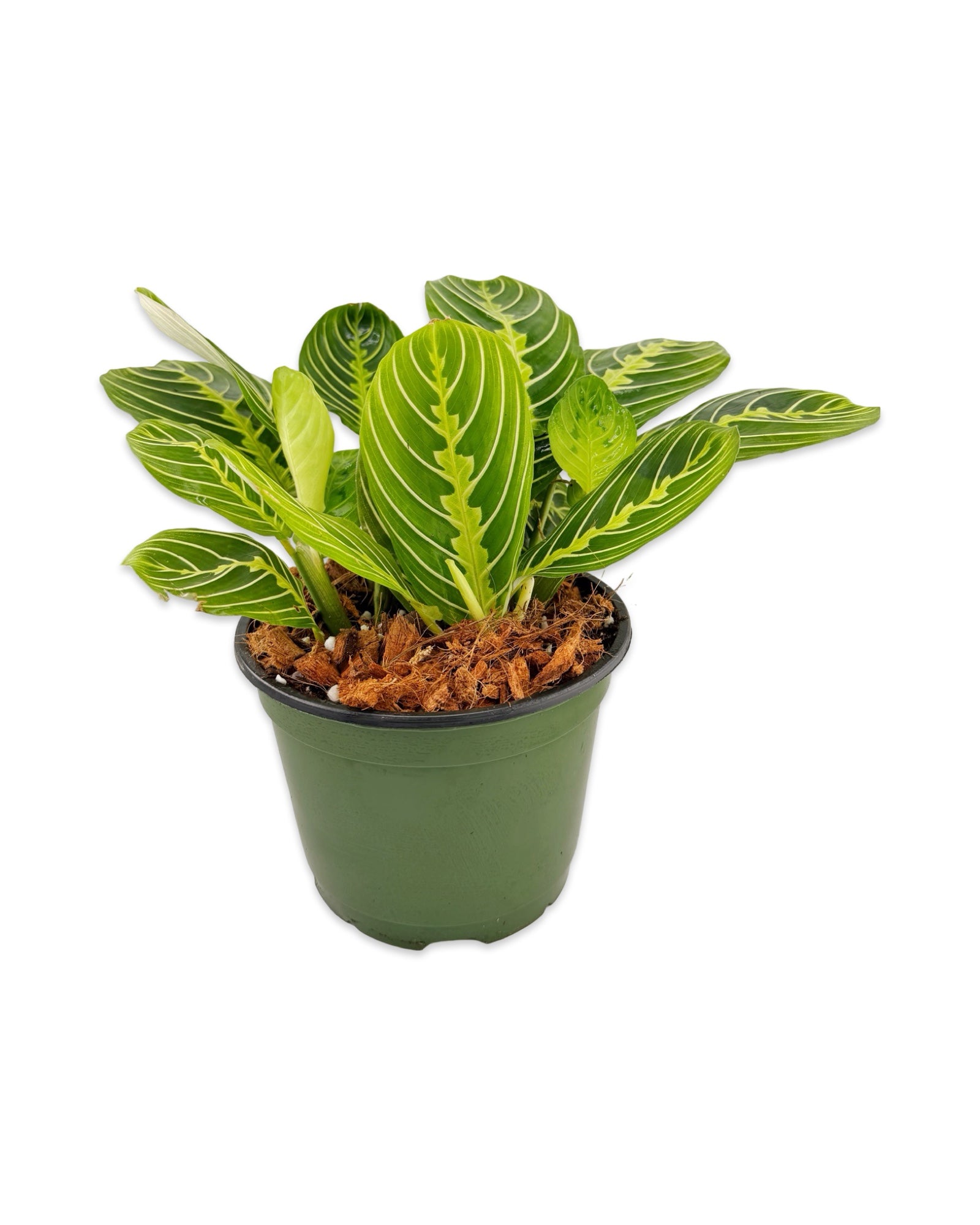 Maranta ‘Lemon Lime’ Prayer Plant