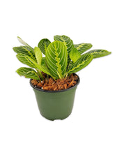 Maranta ‘Lemon Lime’ Prayer Plant