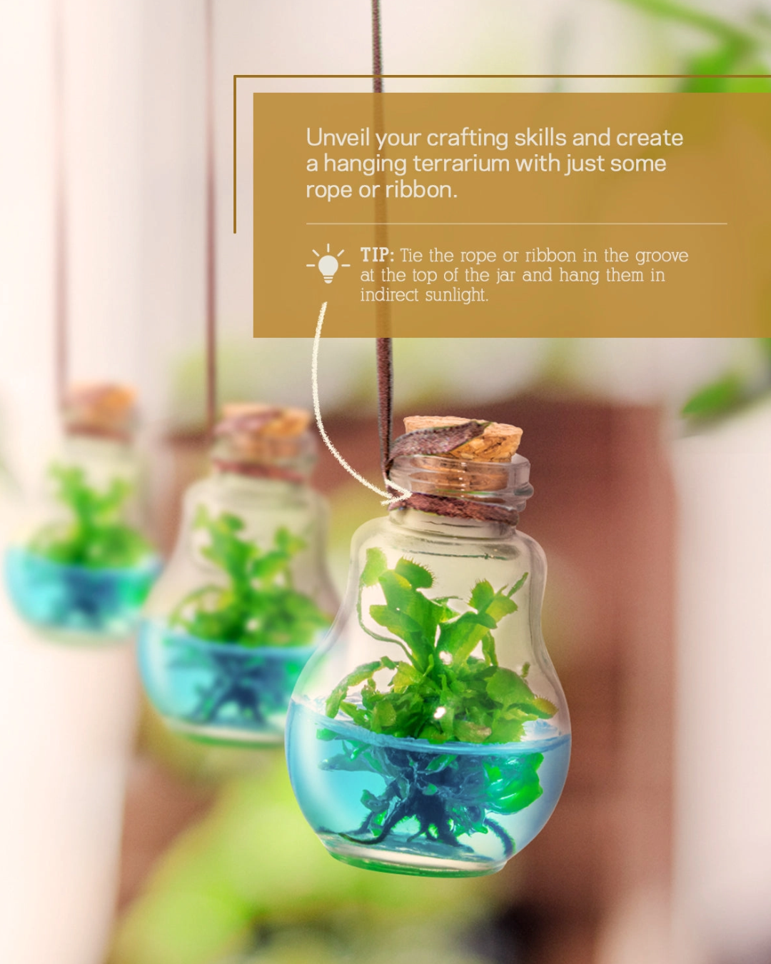 Carnivorous Venus Flytrap Zero Care Terrarium