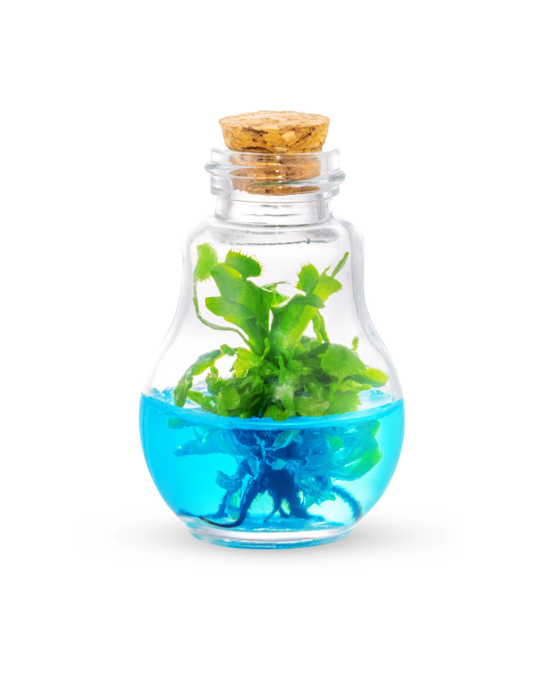 Carnivorous Venus Flytrap Zero Care Terrarium