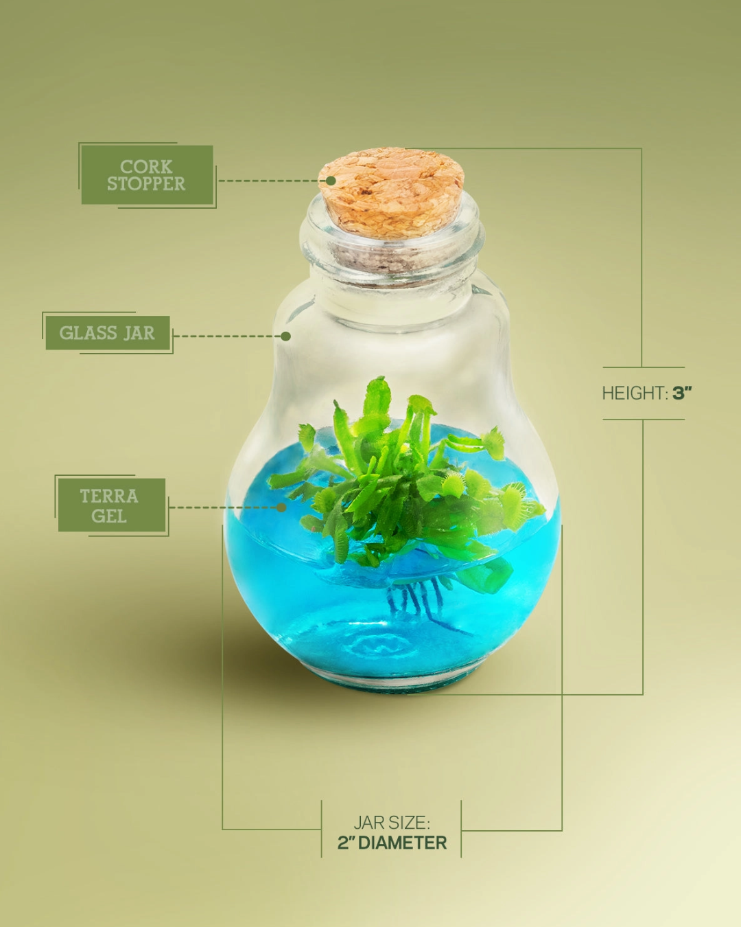 Carnivorous Venus Flytrap Zero Care Terrarium