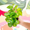 4" Pothos 'Global Green'