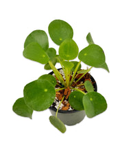 Pilea Peperomioides (Chinese Money Plant)