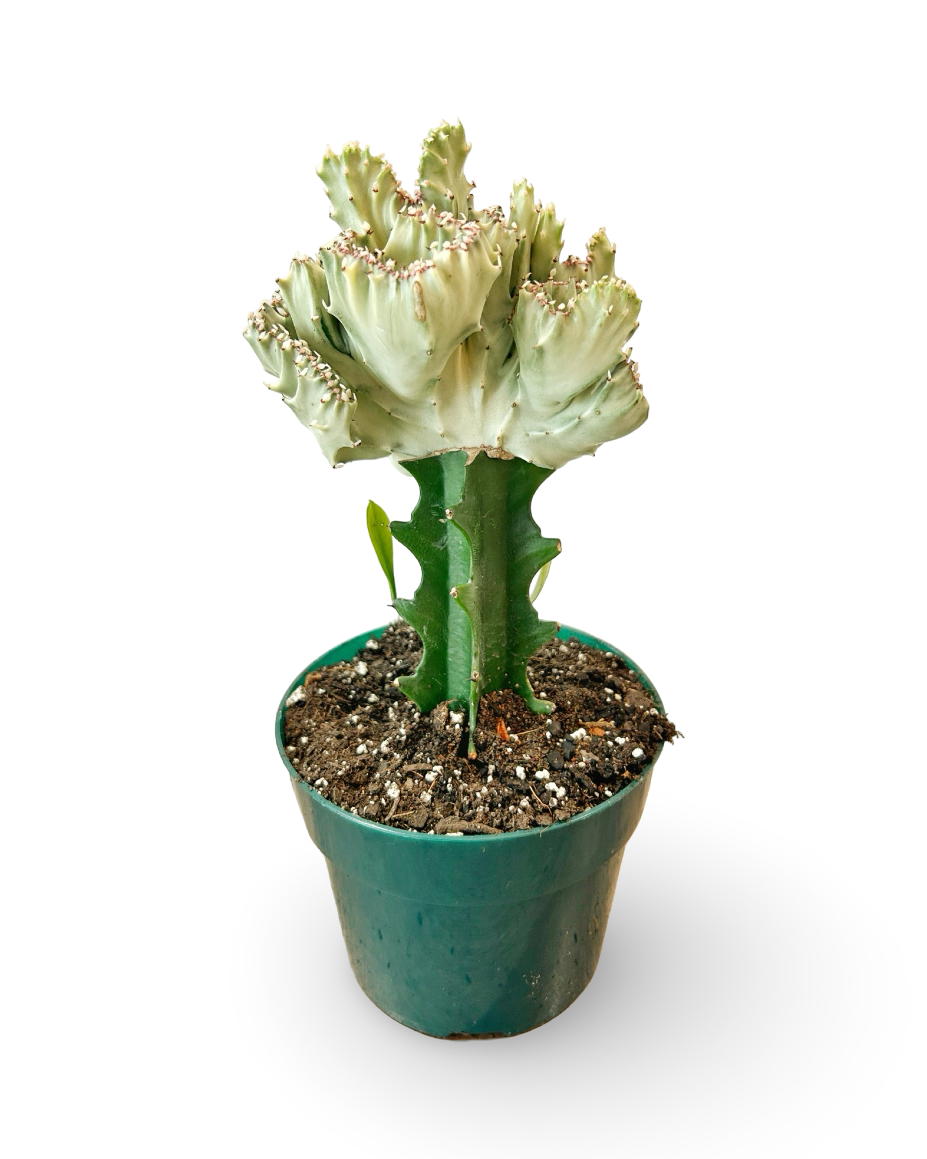 6" Euphorbia Lactea Crested 'Mermaid Tail' | Coraline