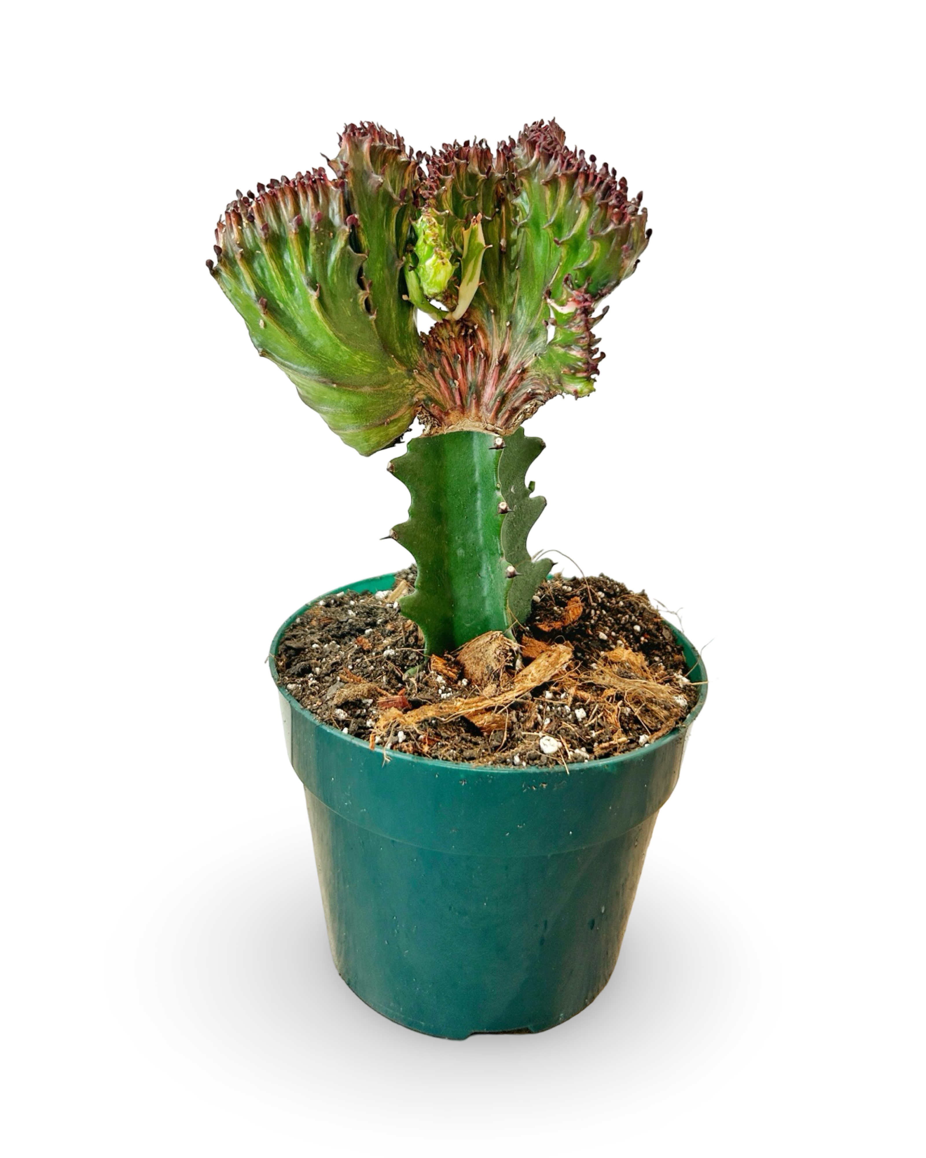 6" Euphorbia Lactea Crested 'Mermaid Tail' | Crimson Current