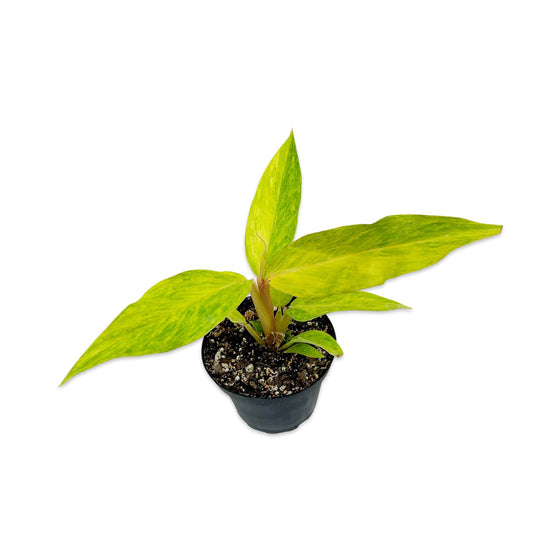 4" Philodendron 'Orange Marmalade' - POM-104