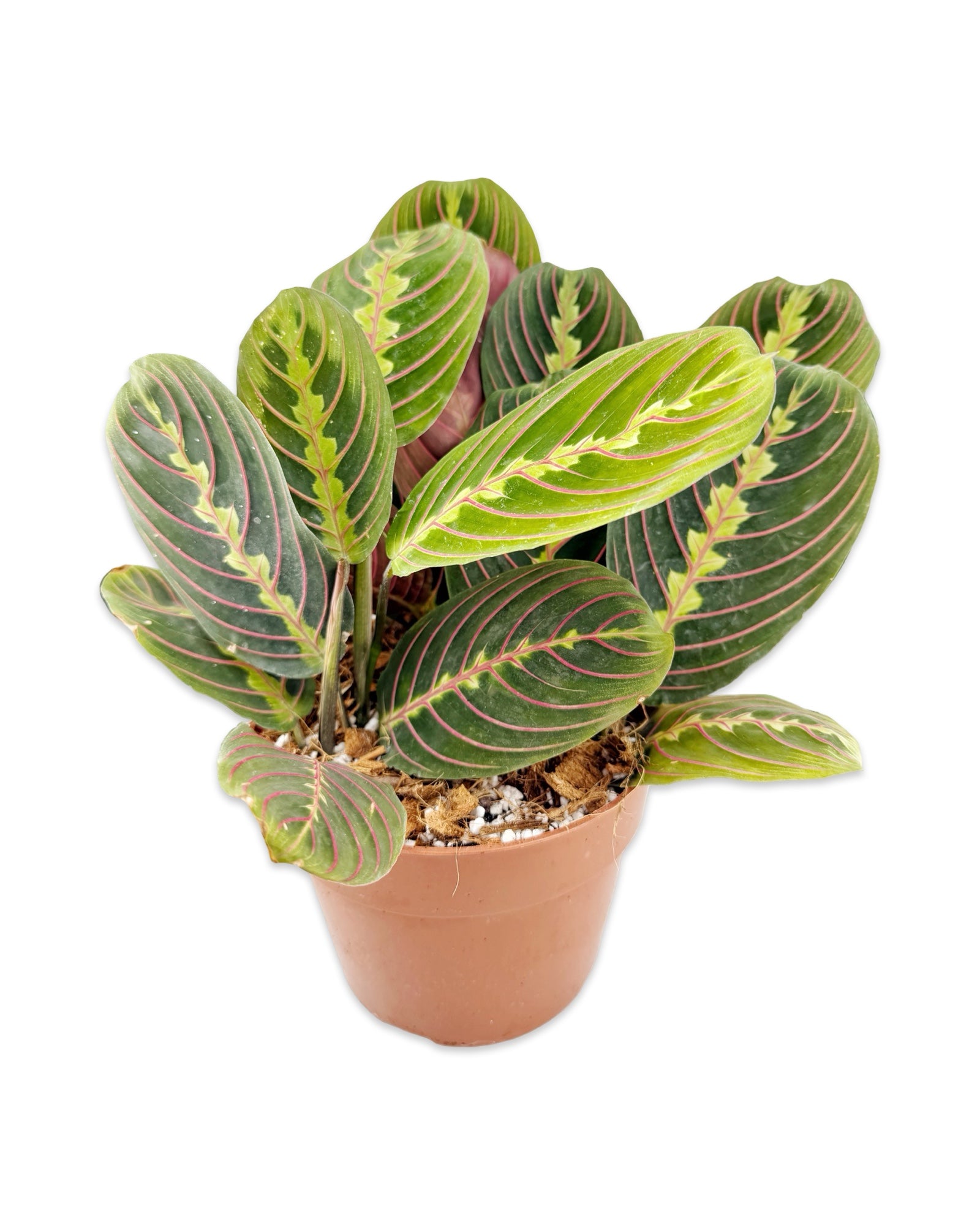 Maranta ‘Red’ Prayer Plant
