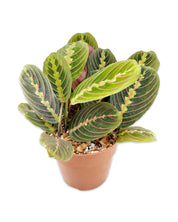 Maranta ‘Red’ Prayer Plant