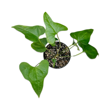  Anthurium Podophyllum 'Lacy Plant' *RARE* #200