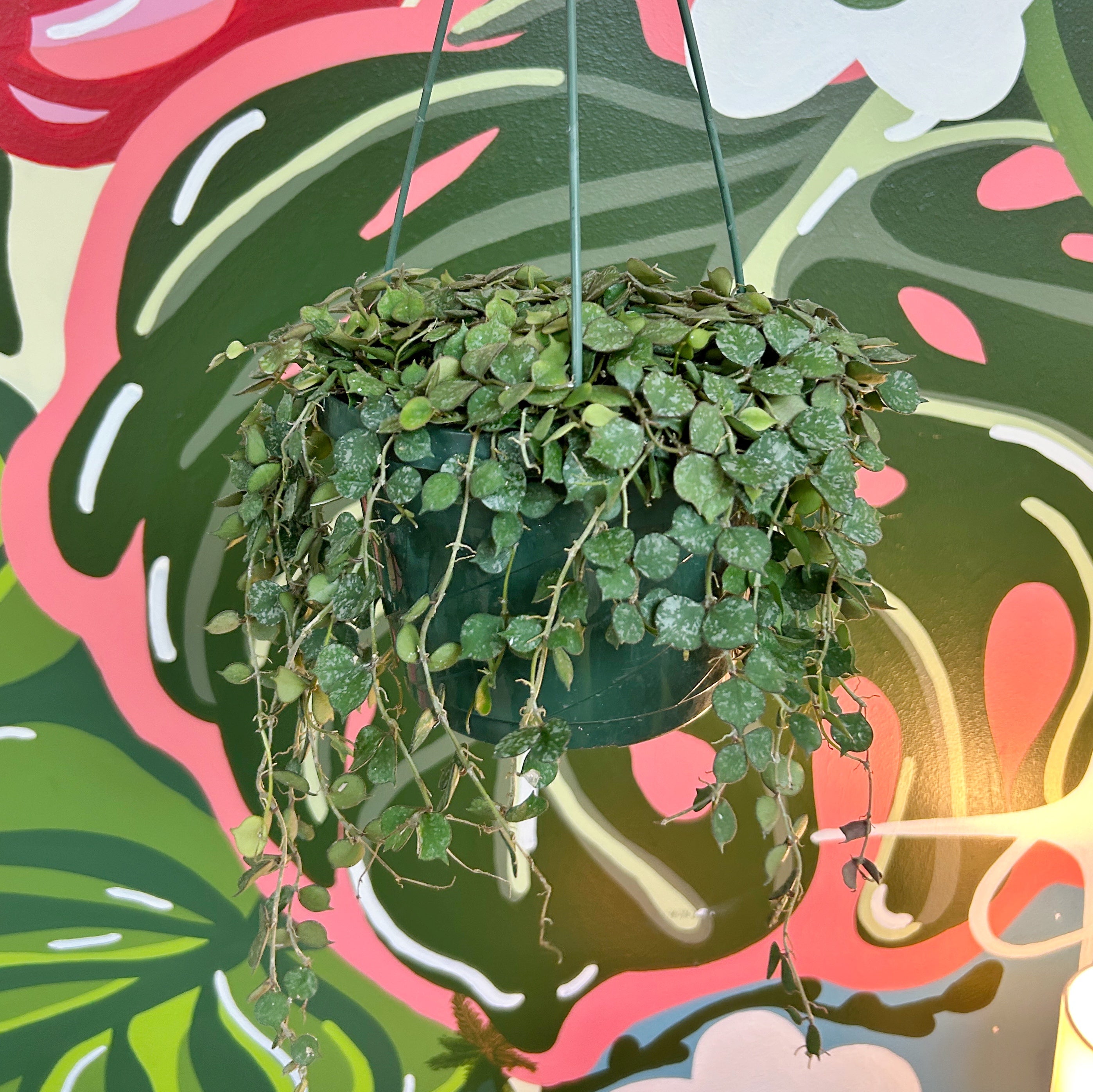 8" Hoya curtisii