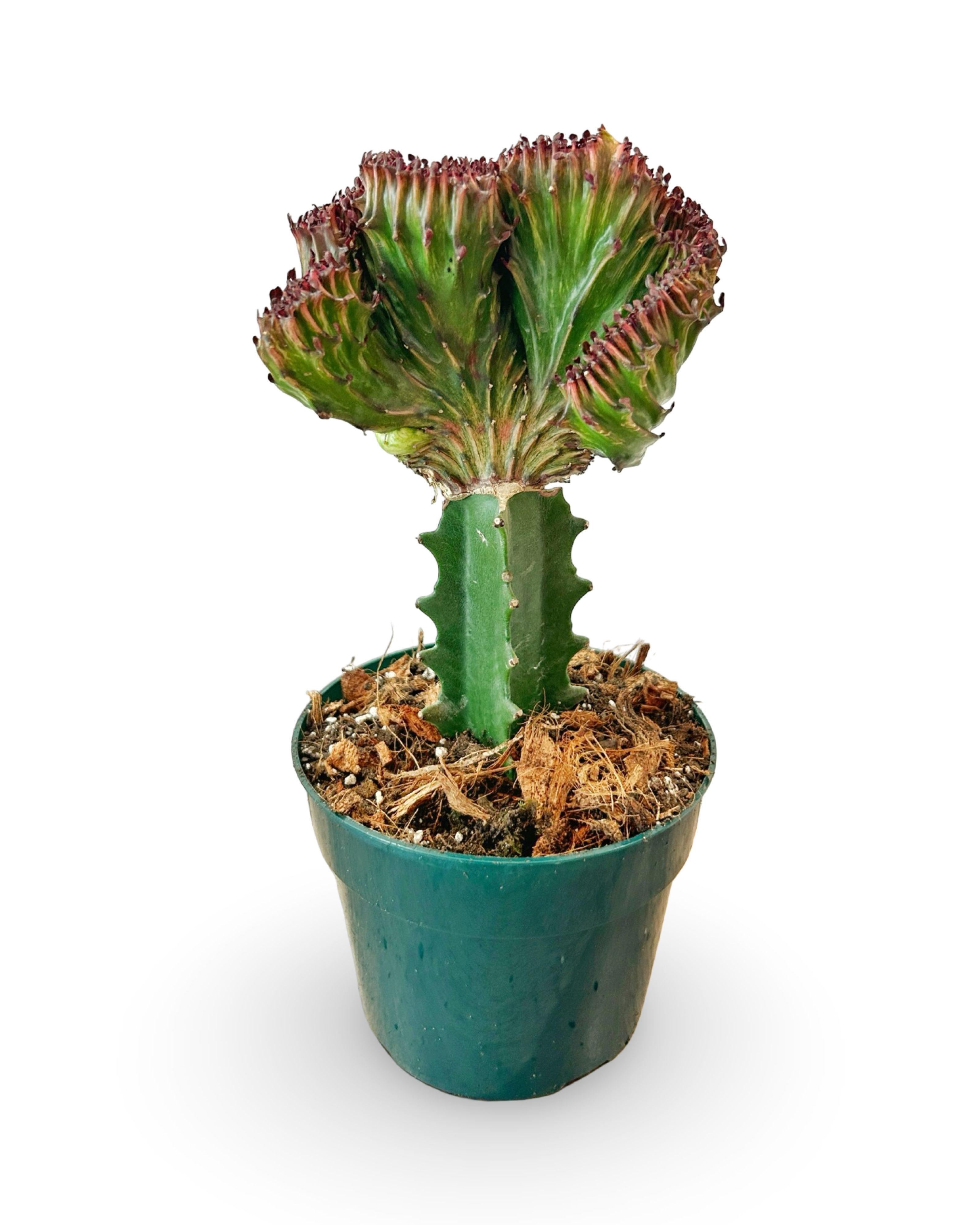 6" Euphorbia Lactea Crested 'Mermaid Tail' | Garnet Wave