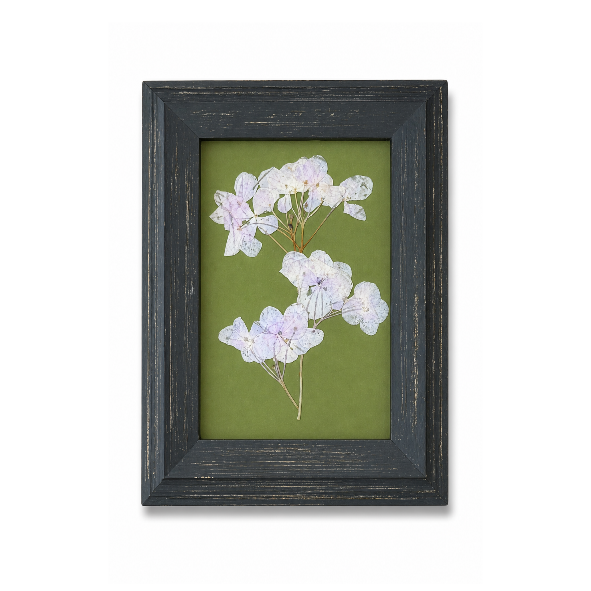 Hydrangeas_0ef30ee4-af7a-4c8c-be50-21a9cf029c7f.png