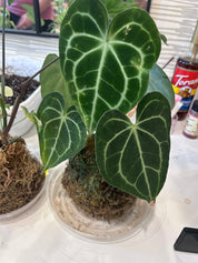Kokedama Workshop: Thursday, September 24