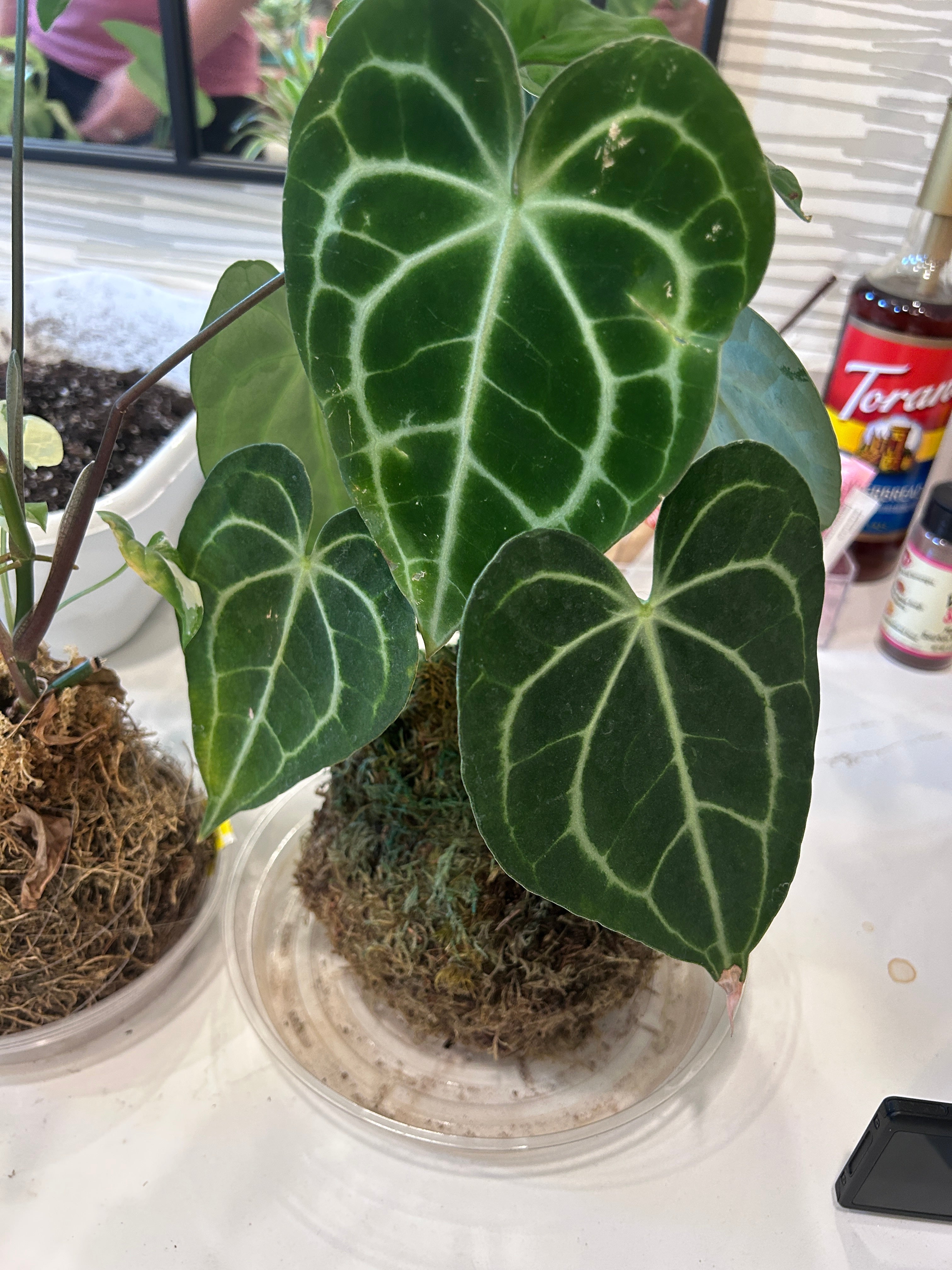 Kokedama Workshop: Thursday, September 24