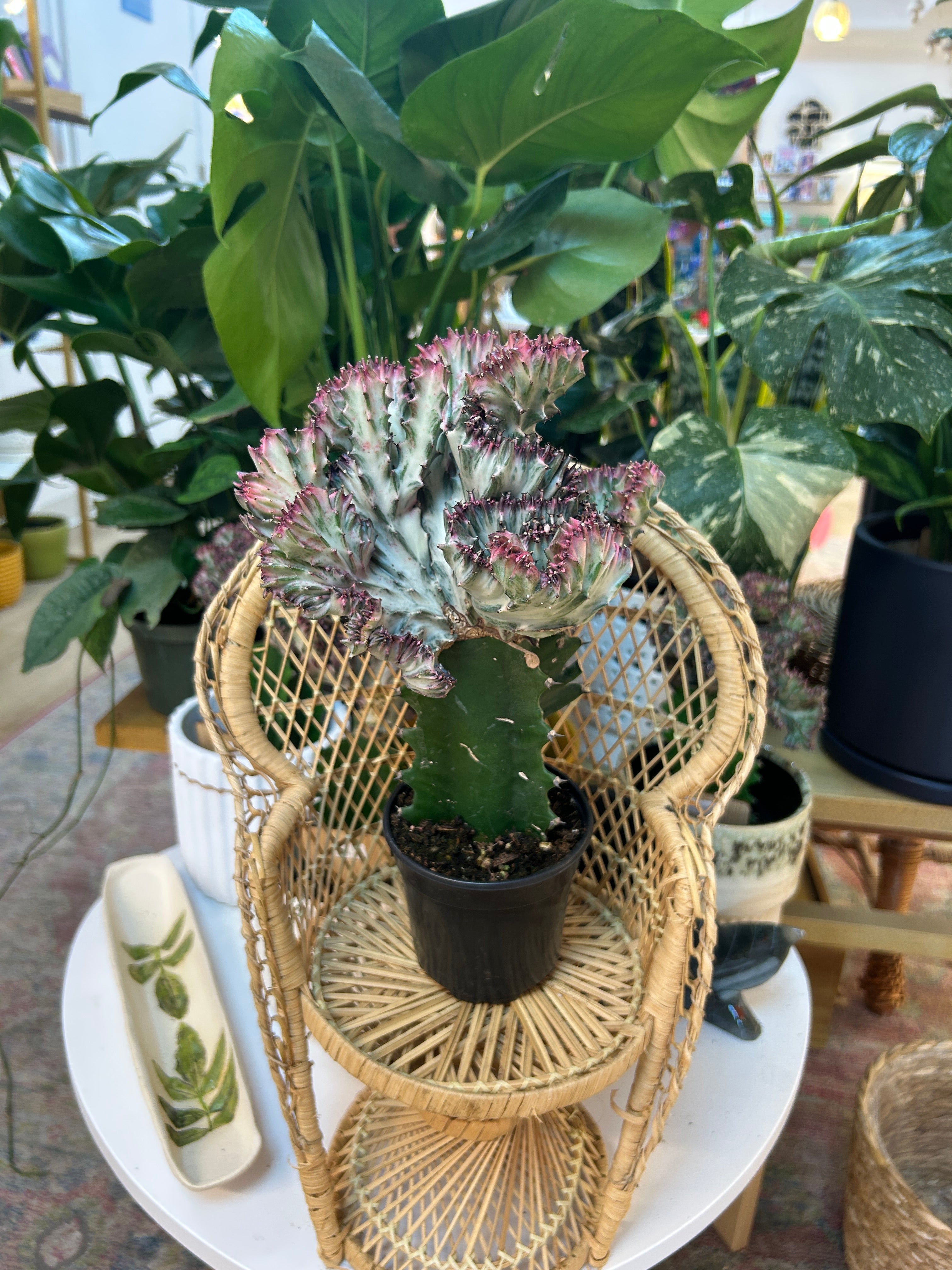 Purple Euphorbia lactea ‘Cristata’ – Coral Cactus / Mermaid Cactus