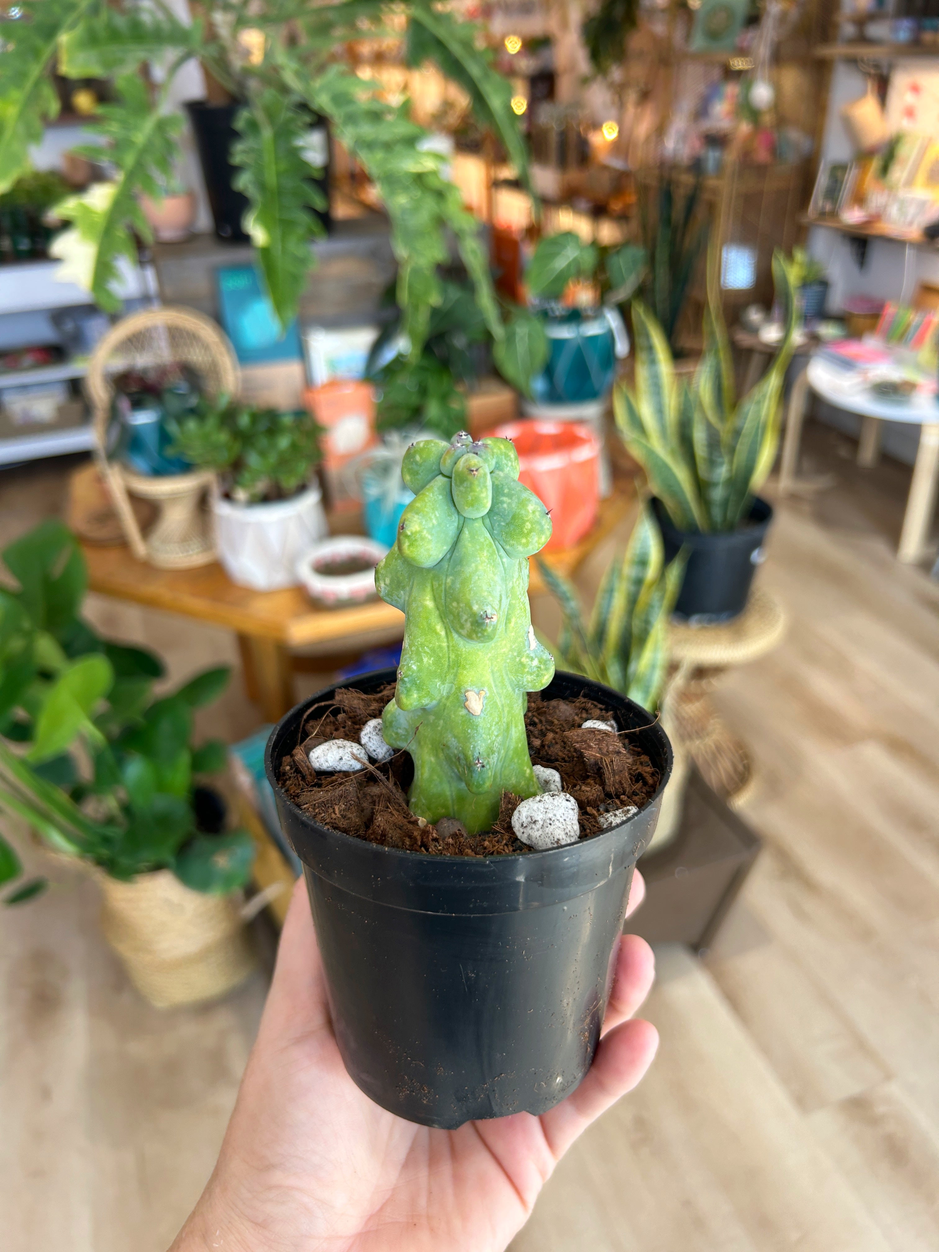4-5" Myrtillocactus geometrizans 'Boobie Cactus'