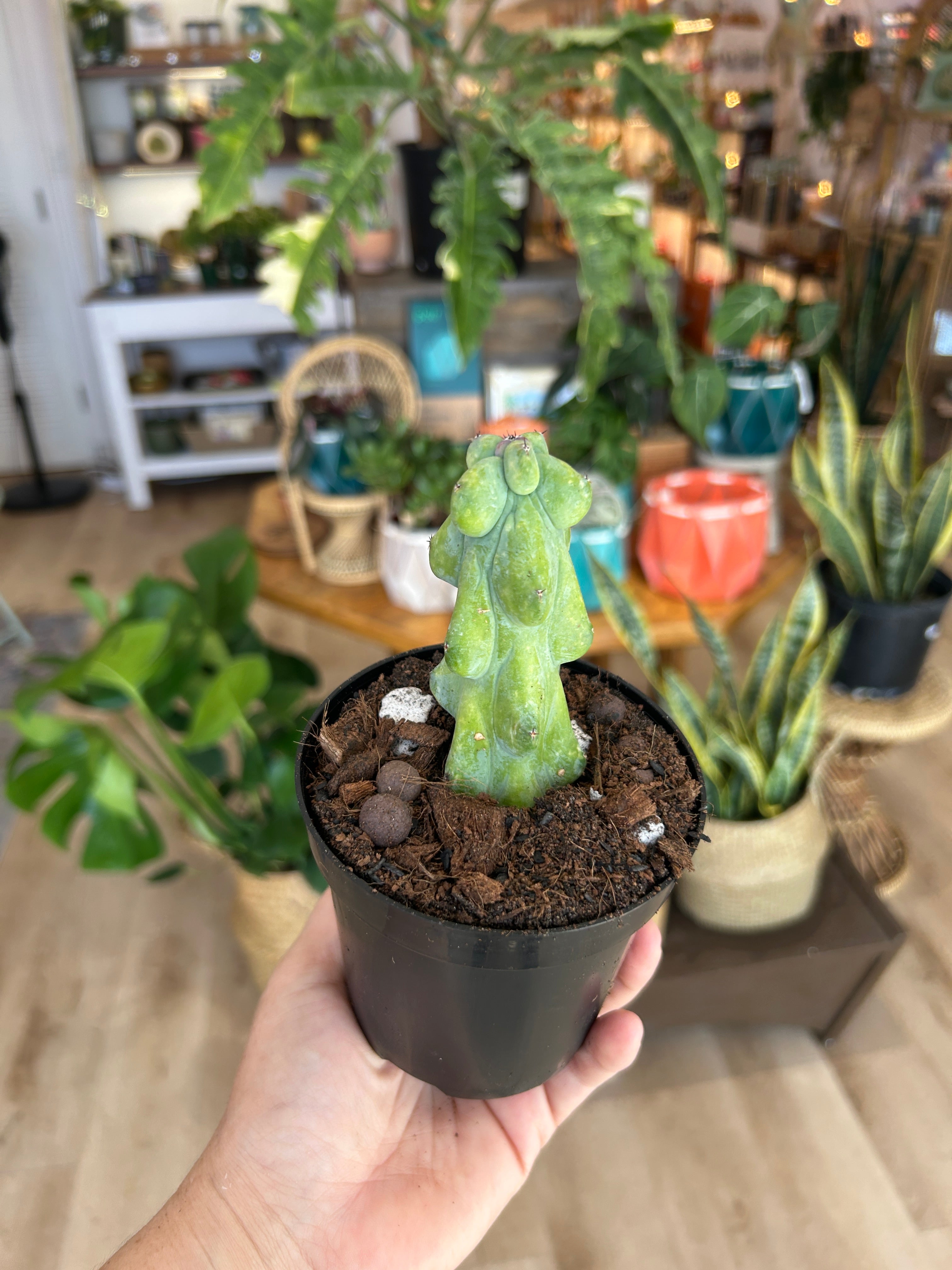 4-5" Myrtillocactus geometrizans 'Boobie Cactus'