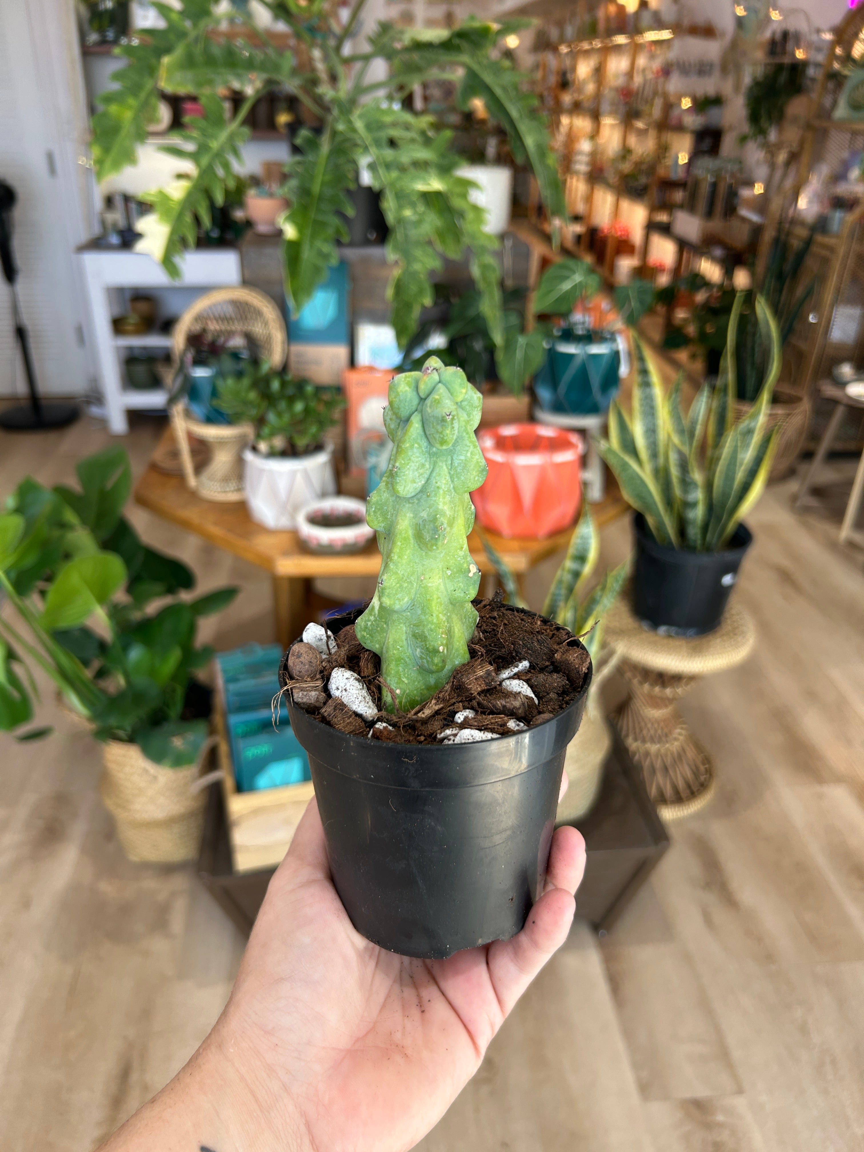 4-5" Myrtillocactus geometrizans 'Boobie Cactus'