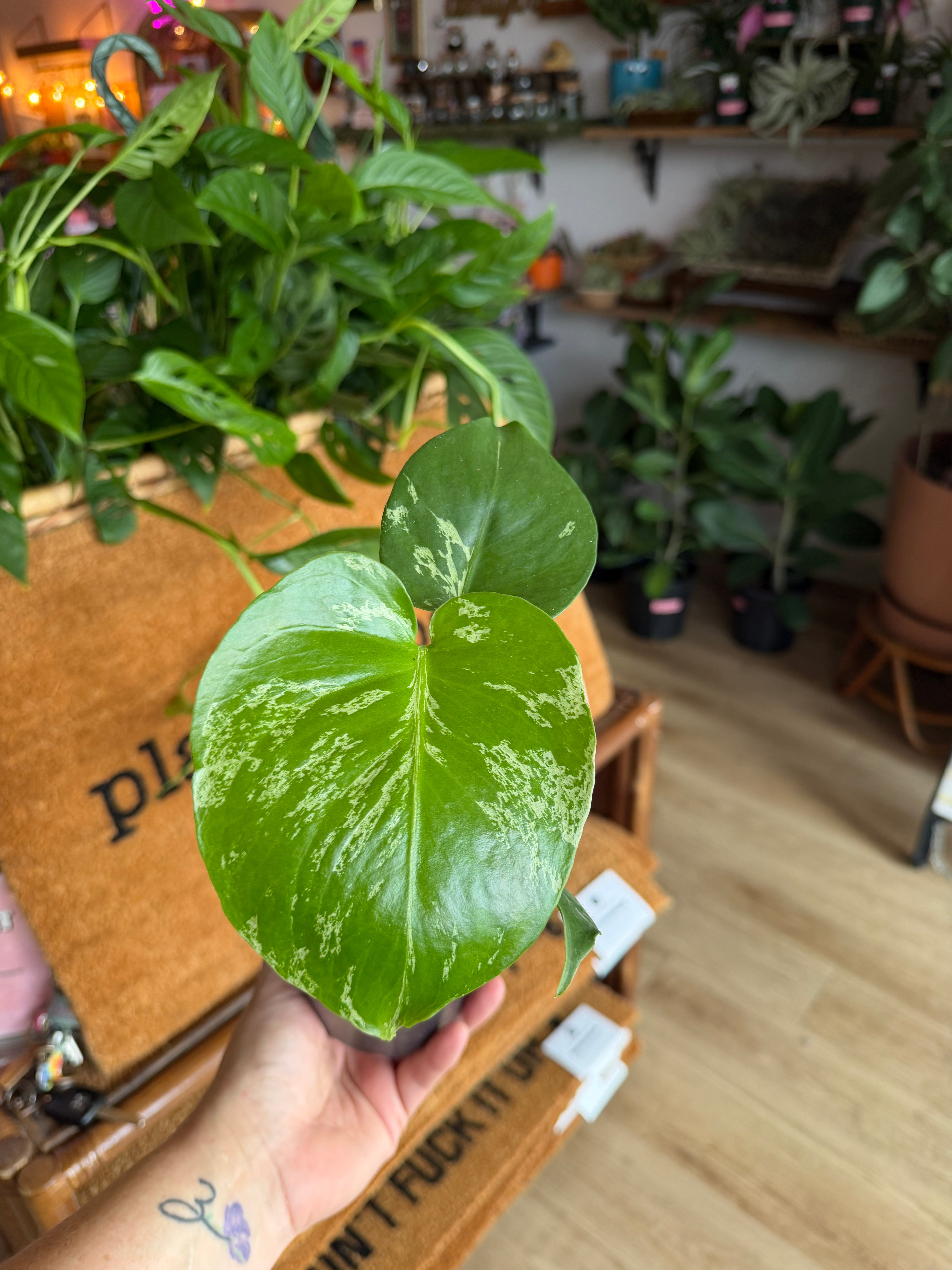 Monstera deliciosa 'Bulbasaur'