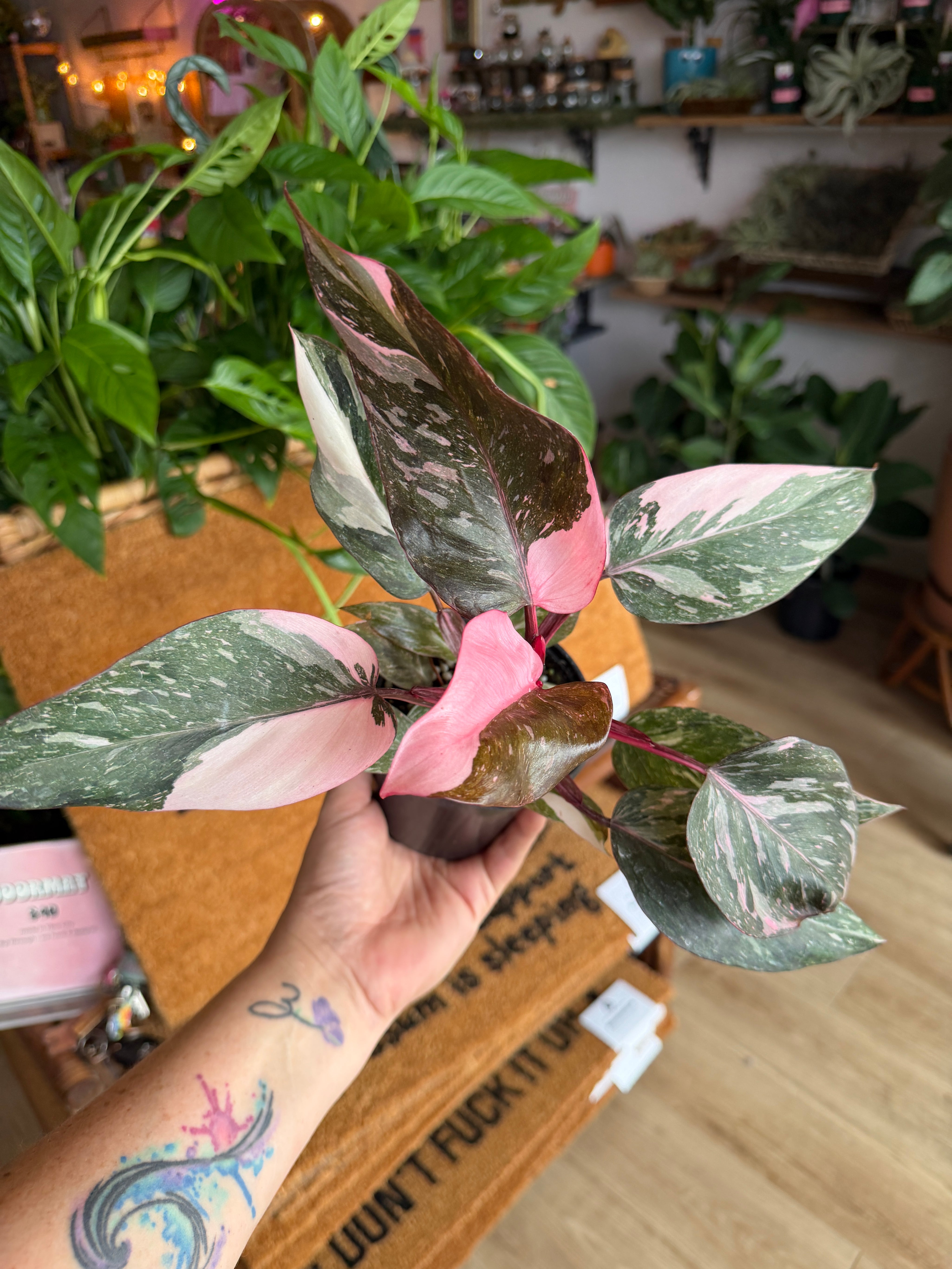Philodendron ‘Pink Princess Galaxy’