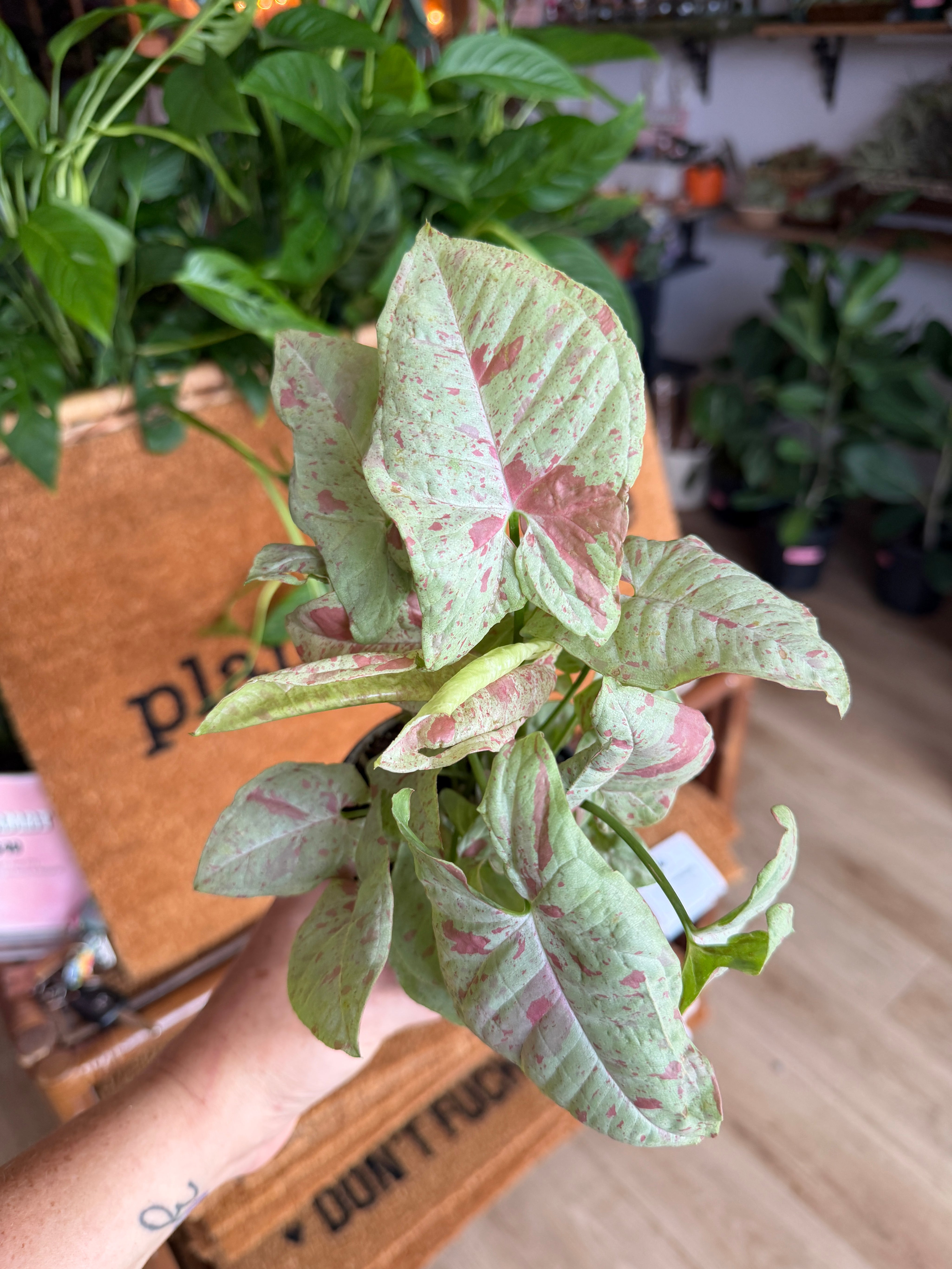 Syngonium 'Milk Confetti'