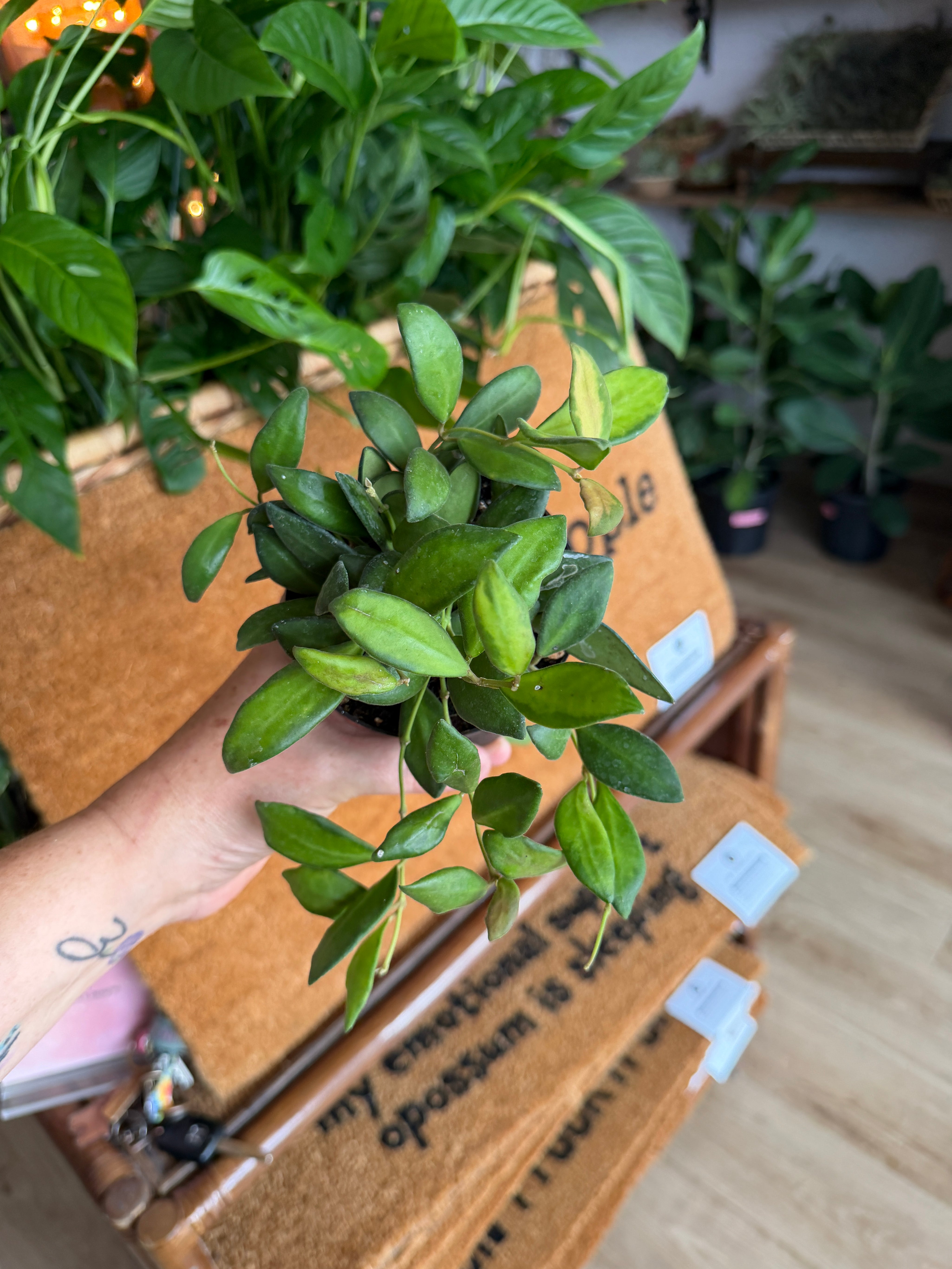 Hoya DS70 Variegated