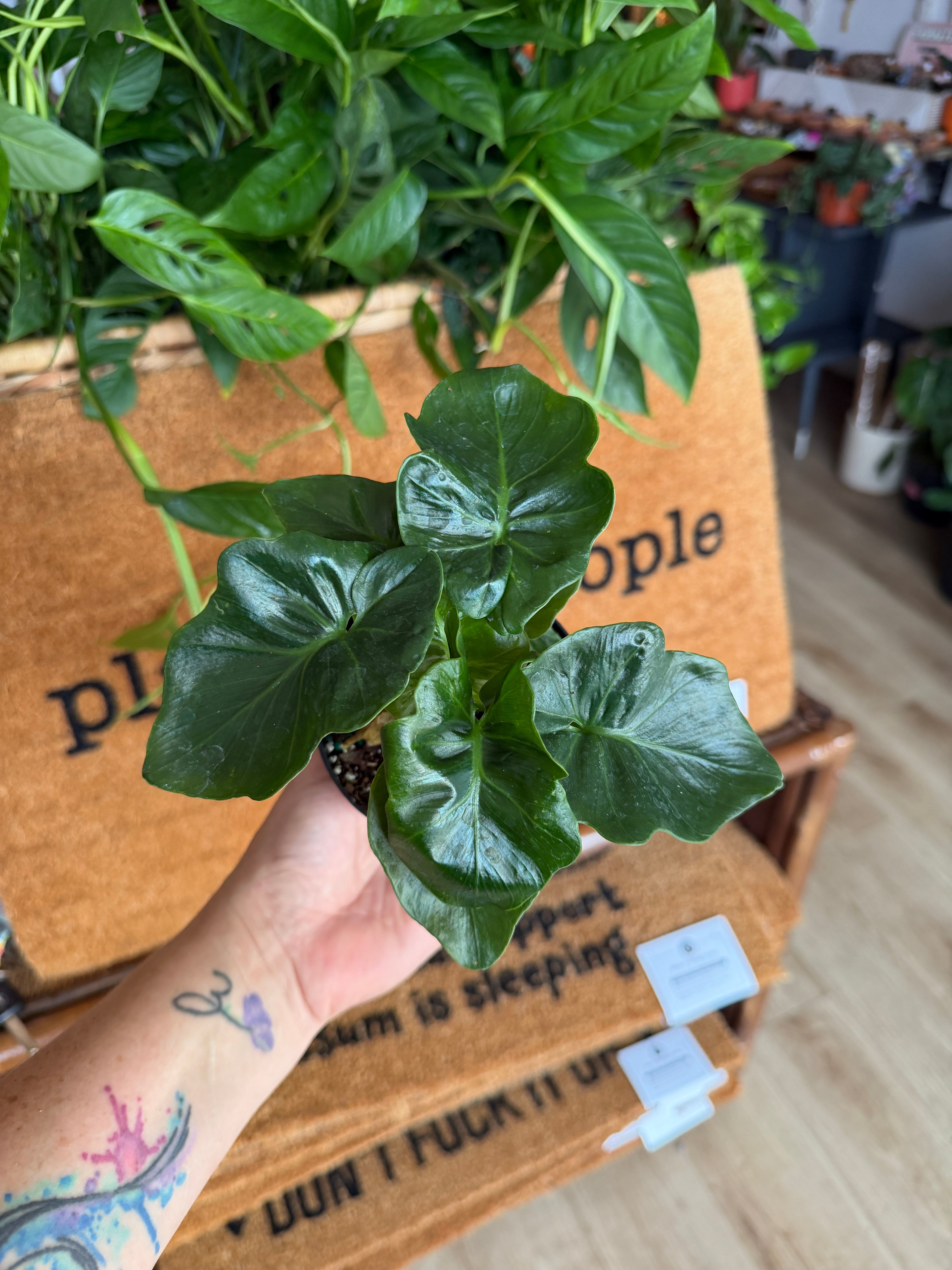 Philodendron Atom