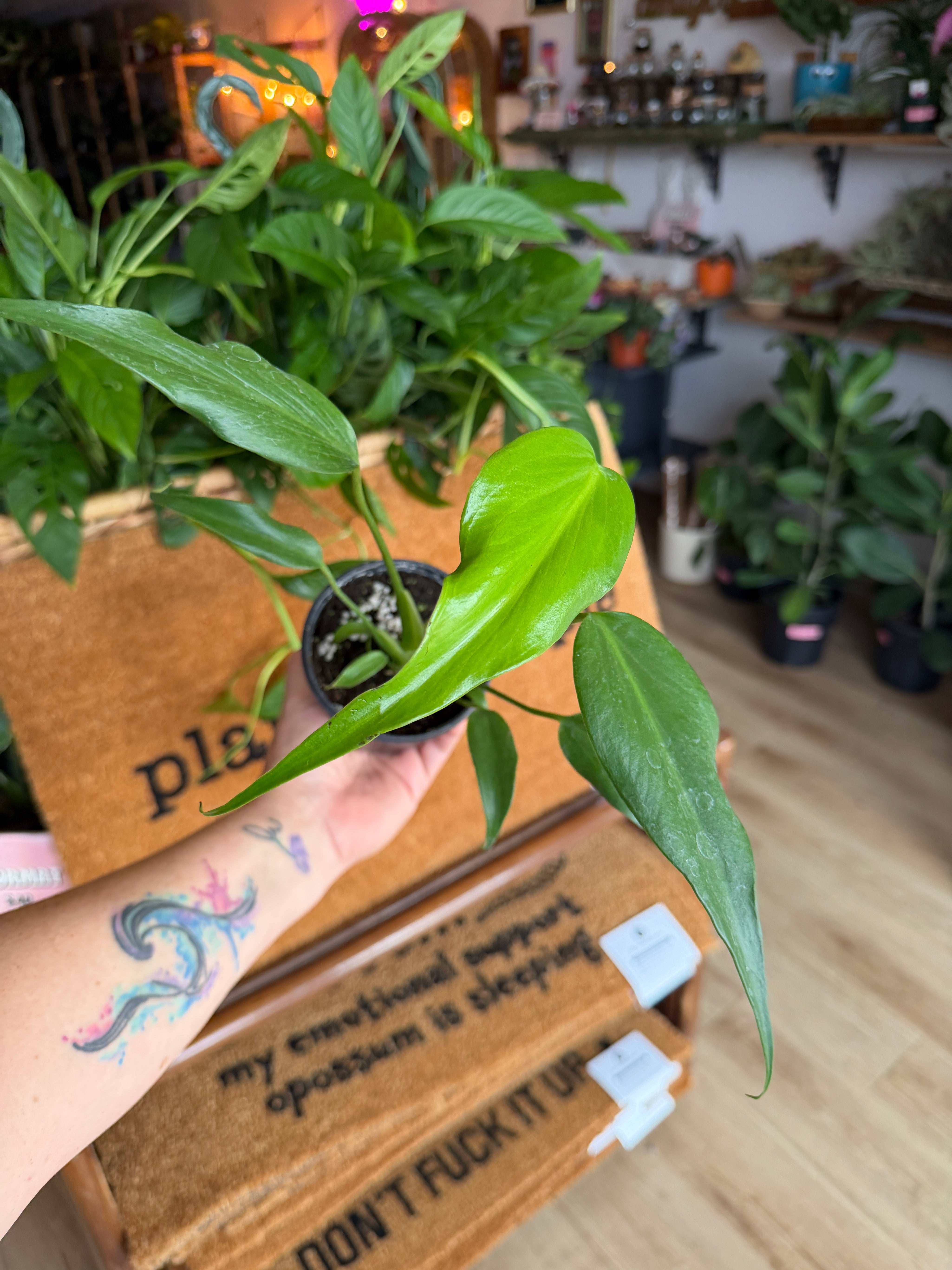 Monstera ‘Burle Marx Flame’