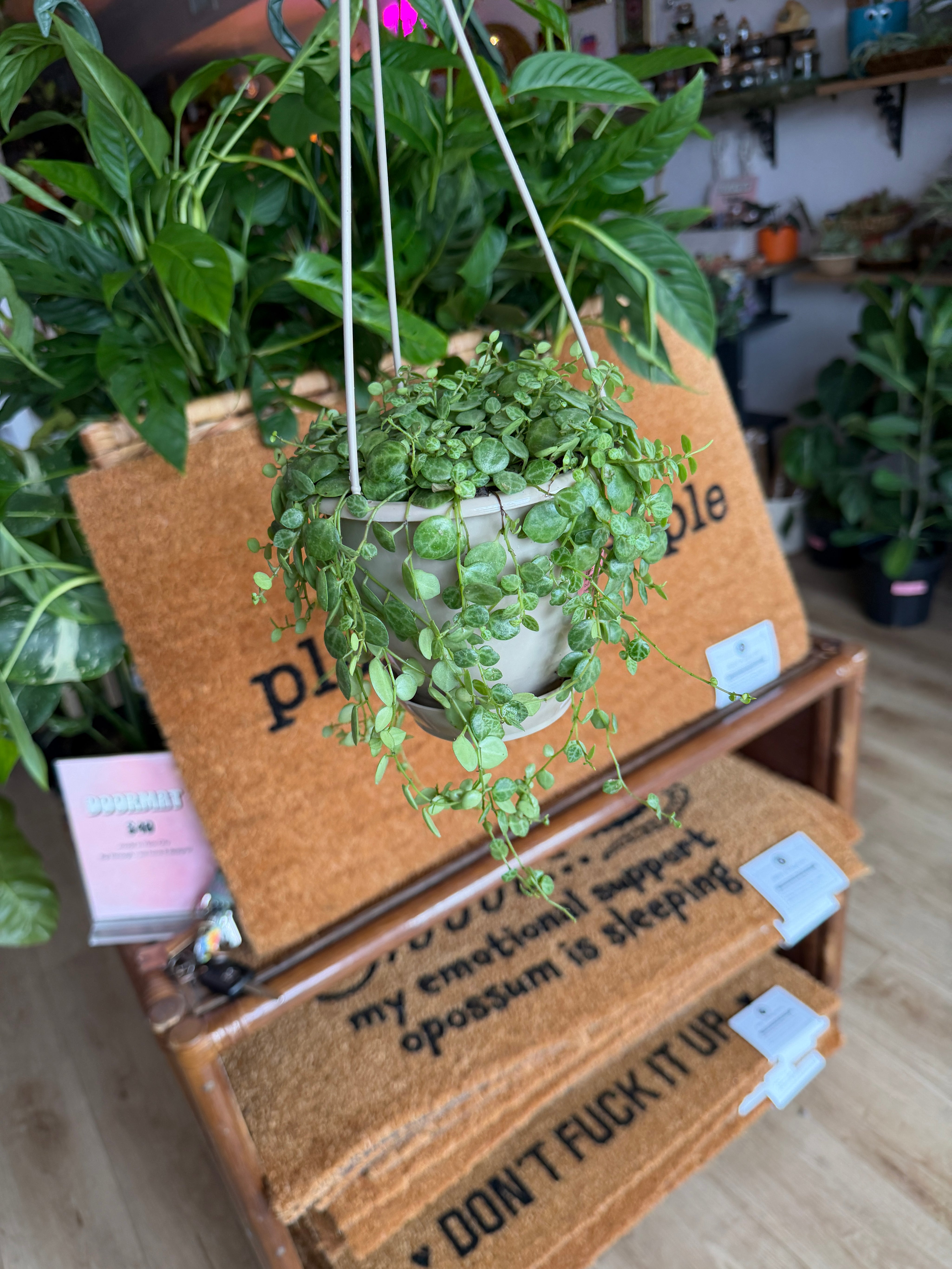 Peperomia 'String of Turtles'
