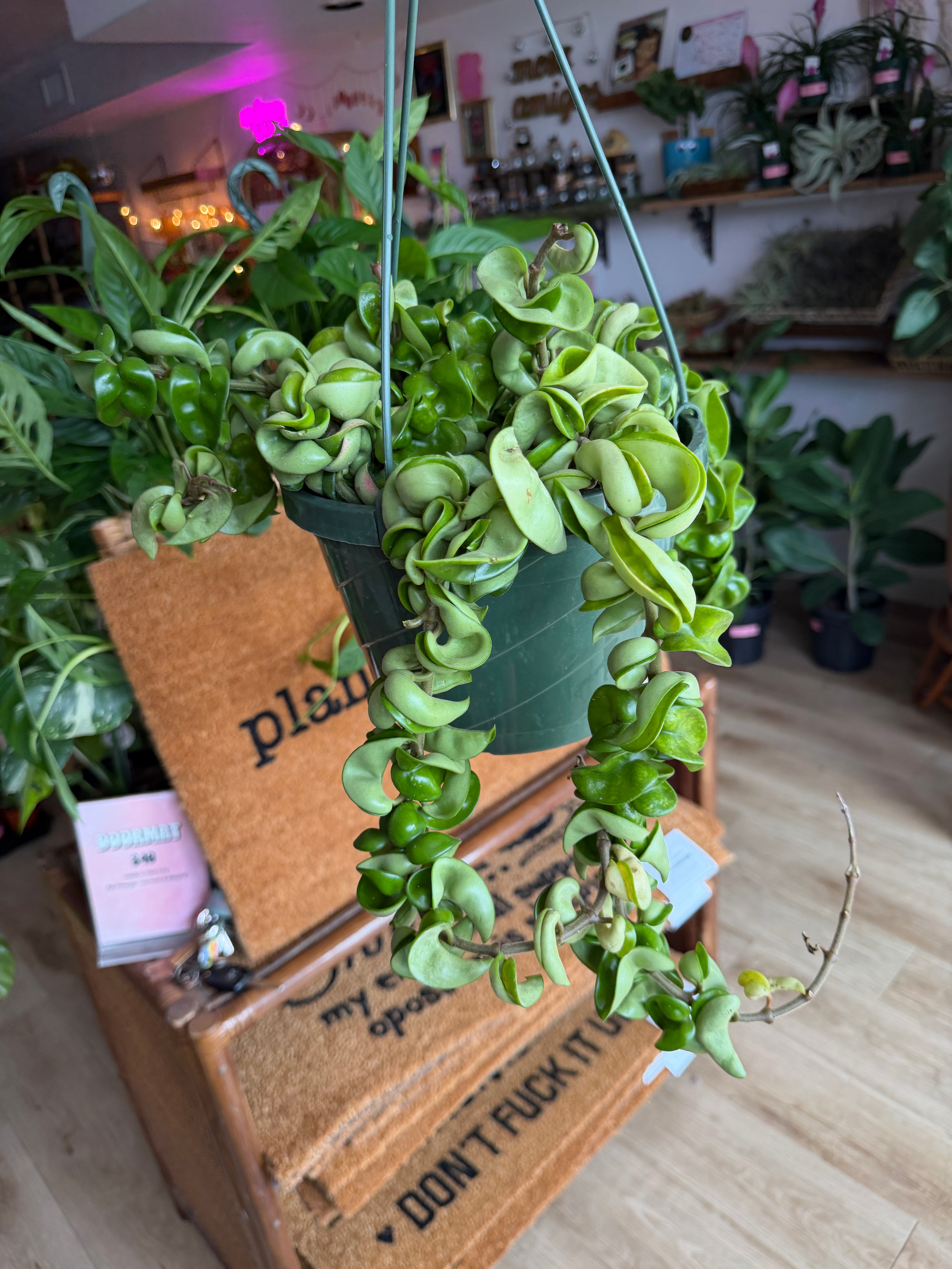 Hoya compacta 'Hindu Rope'