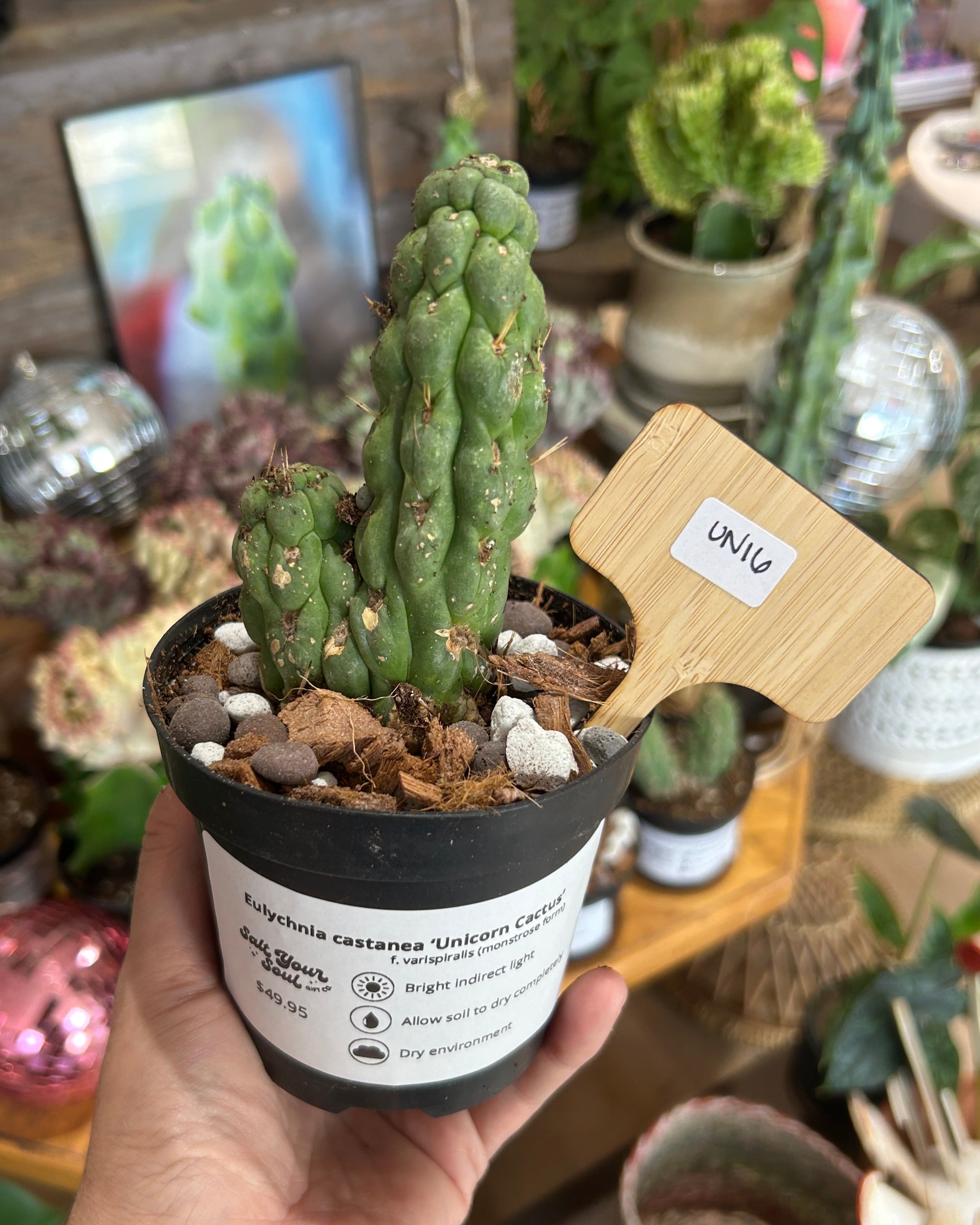 Eulychnia castanea ‘Unicorn Cactus’ - UNI6