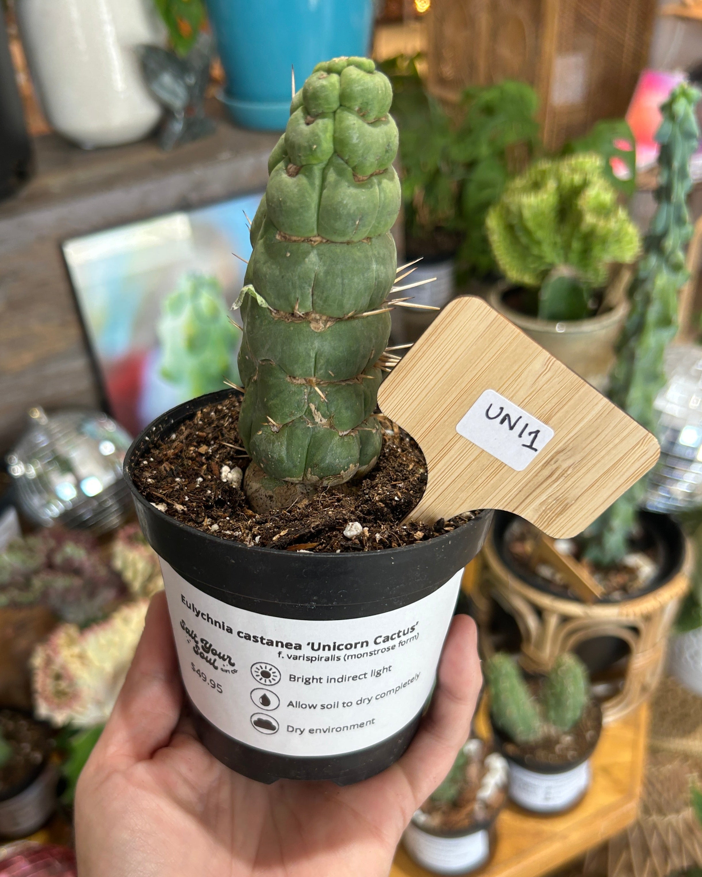 Eulychnia castanea ‘Unicorn Cactus’ - UNI1