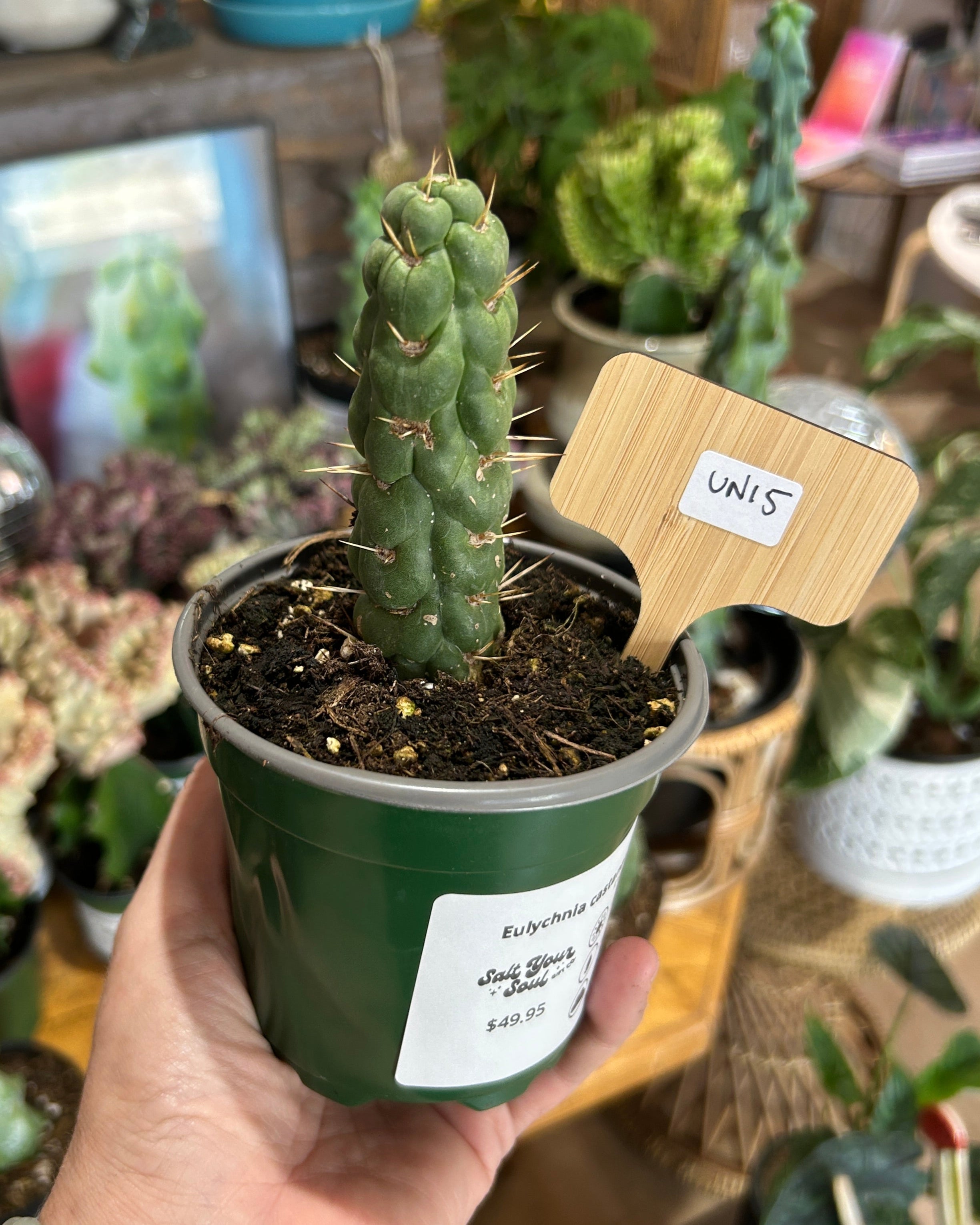 Eulychnia castanea ‘Unicorn Cactus’ - UNI5