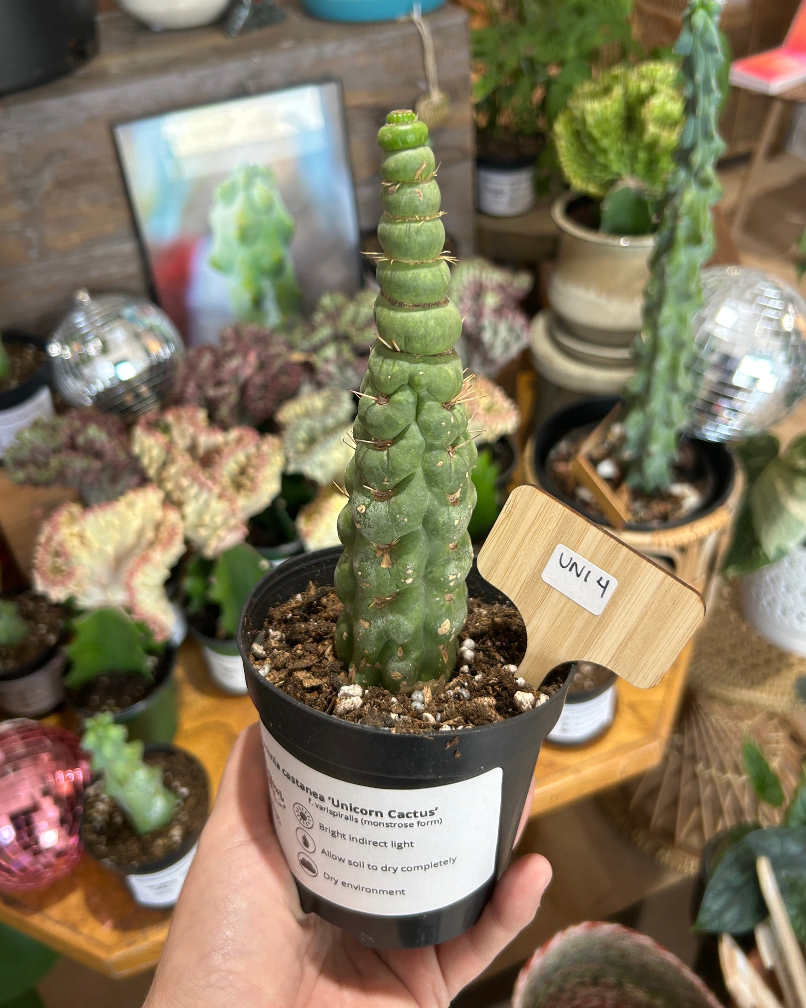 Eulychnia castanea ‘Unicorn Cactus’ - UNI4
