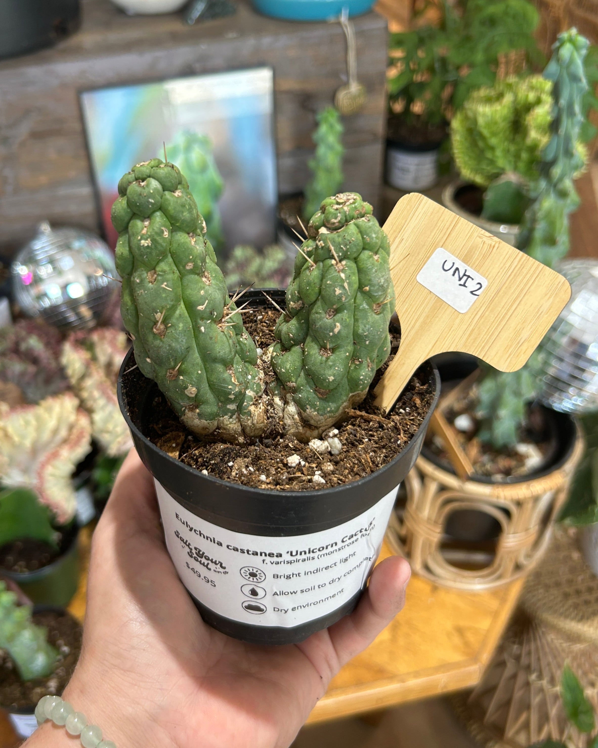Eulychnia castanea ‘Unicorn Cactus’ - UNI2