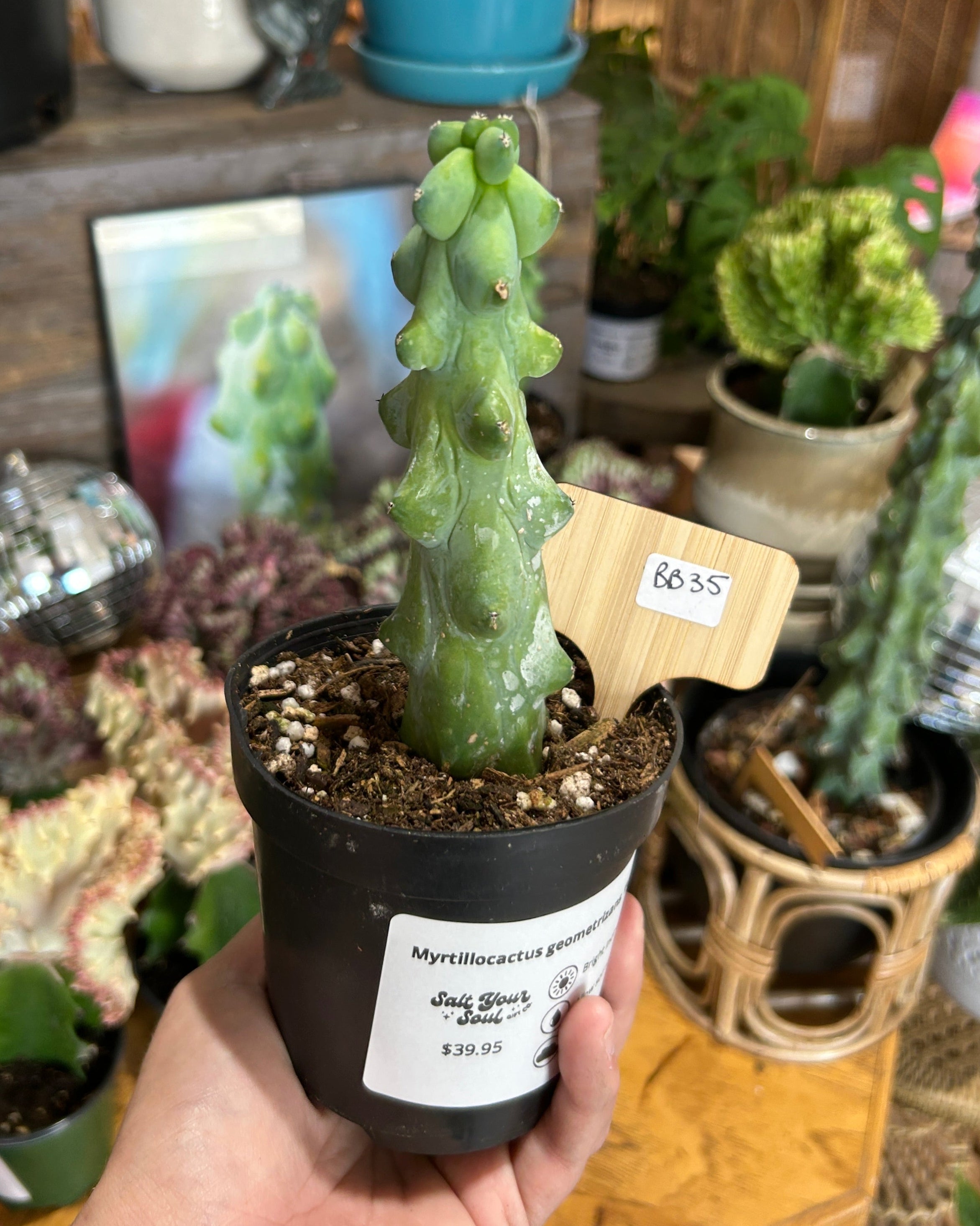 Myrtillocactus geometrizans 'Boobie Cactus' - BB35