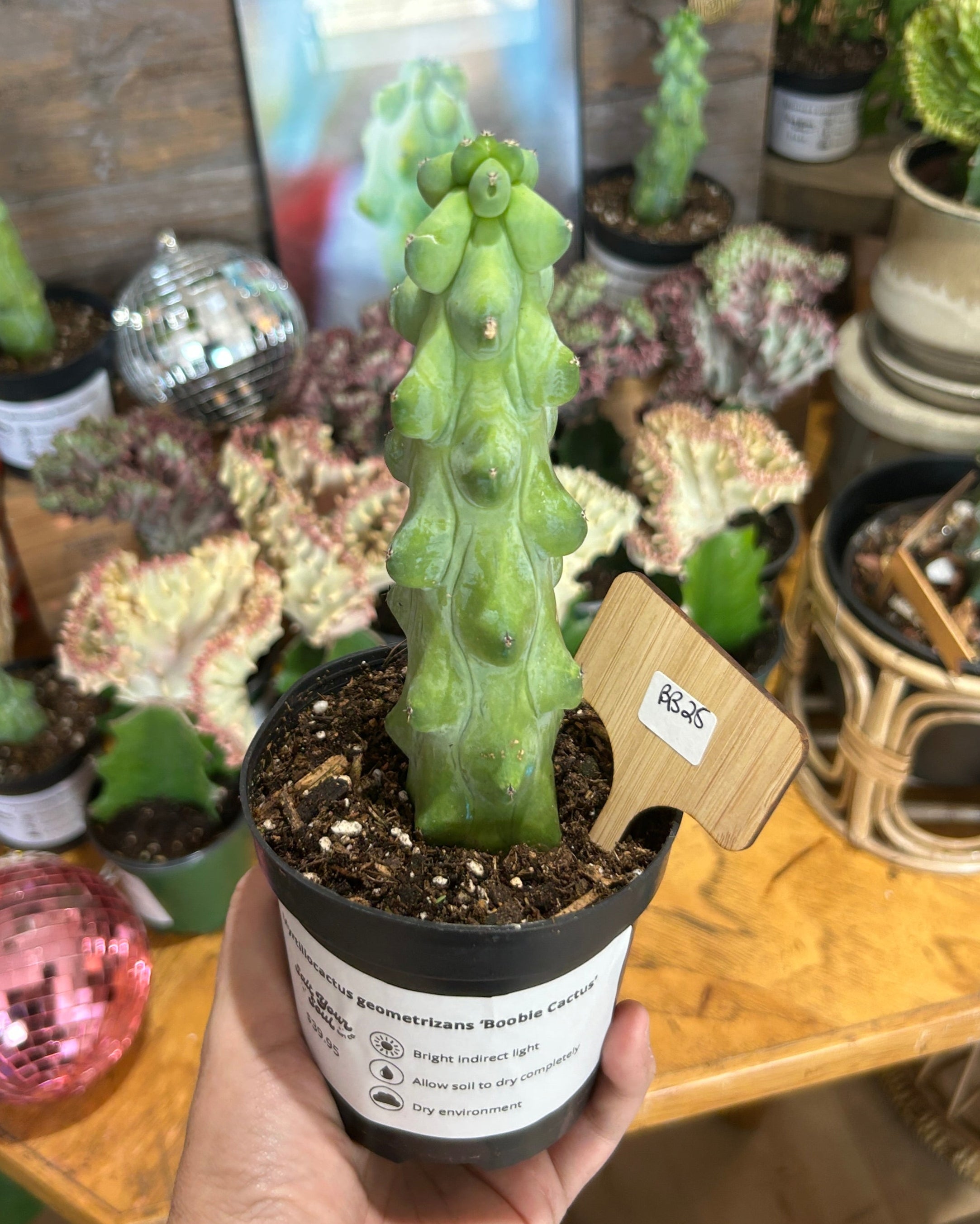 Myrtillocactus geometrizans 'Boobie Cactus' - BB25