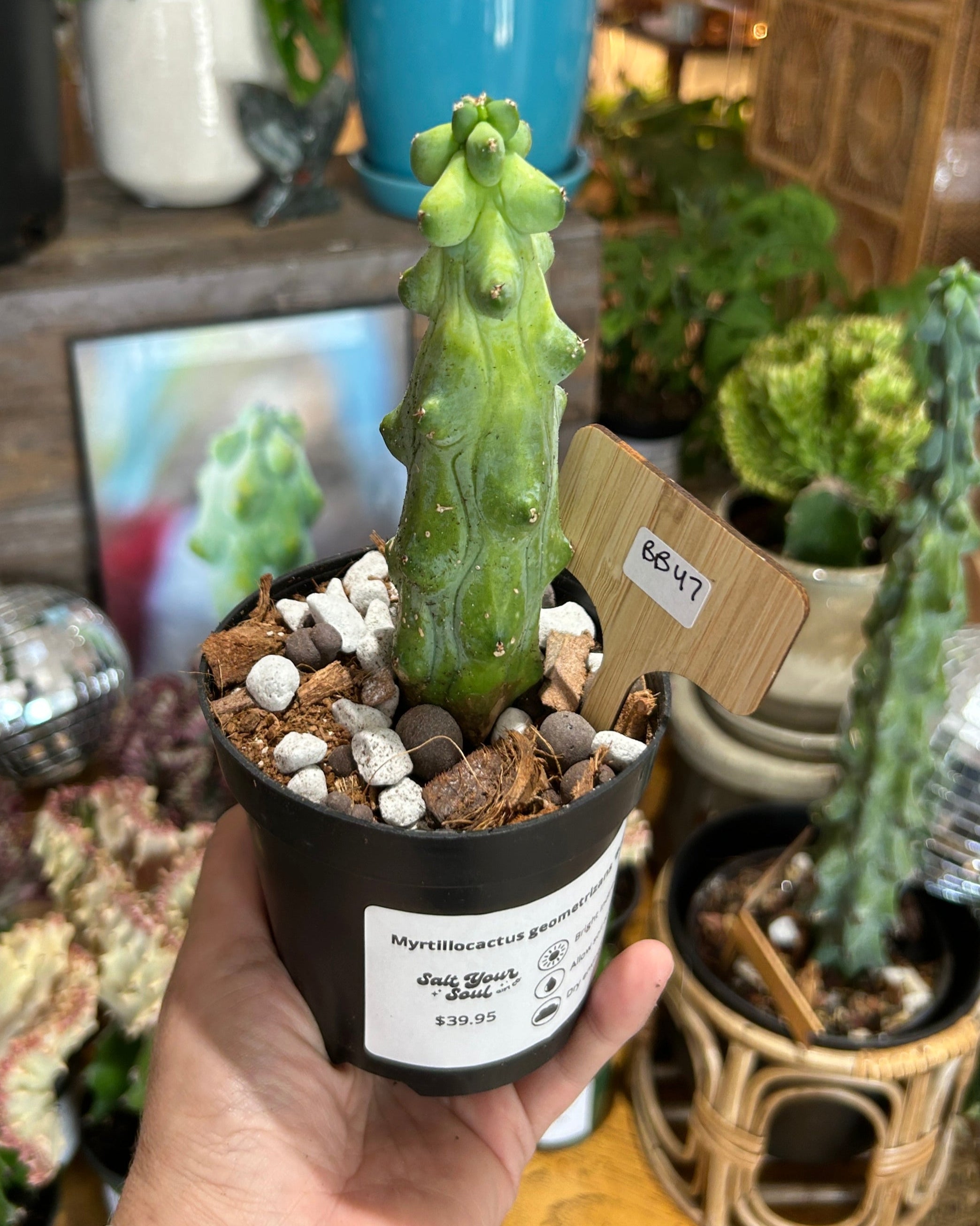 Myrtillocactus geometrizans 'Boobie Cactus' - BB47