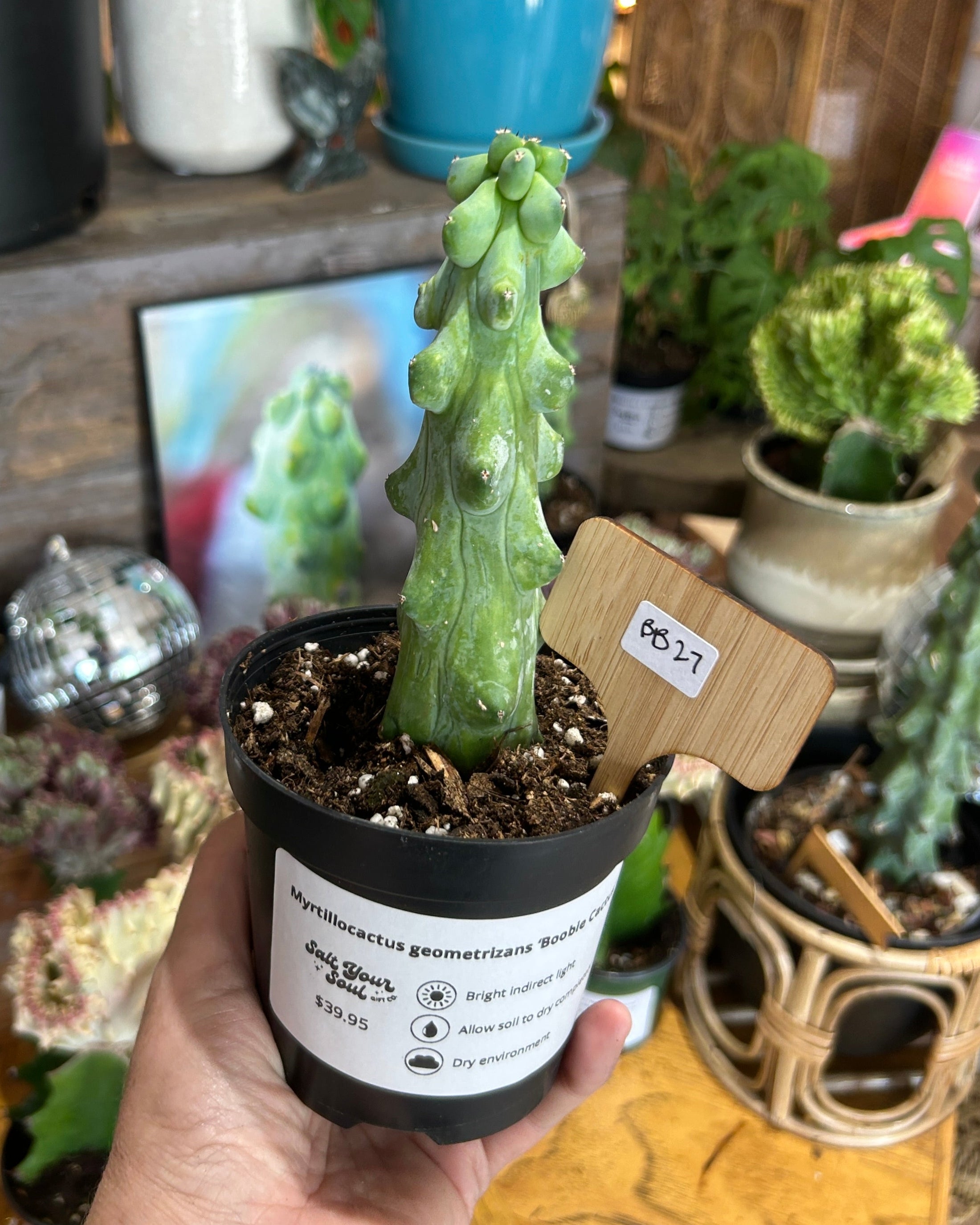 Myrtillocactus geometrizans 'Boobie Cactus' - BB27
