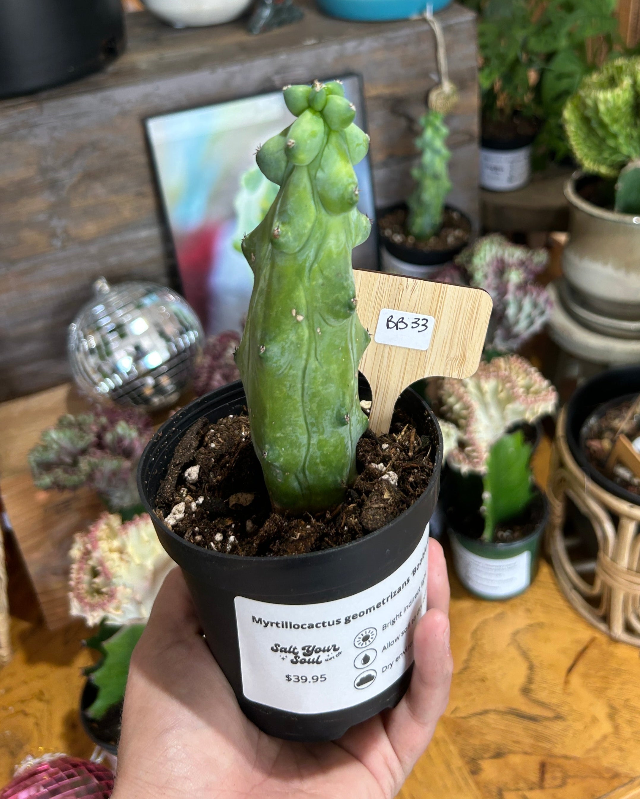 Myrtillocactus geometrizans 'Boobie Cactus' - BB33