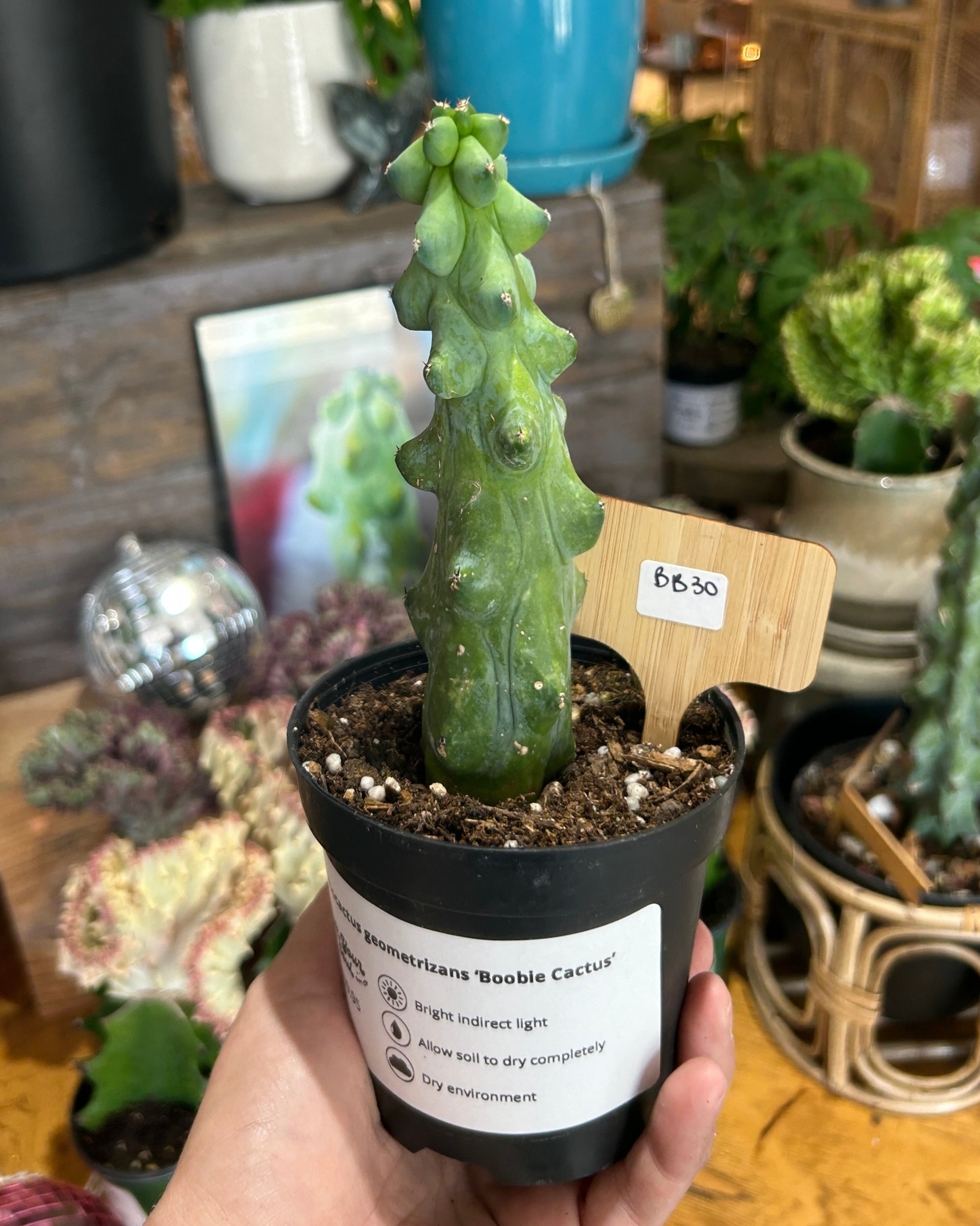 Myrtillocactus geometrizans 'Boobie Cactus' - BB30