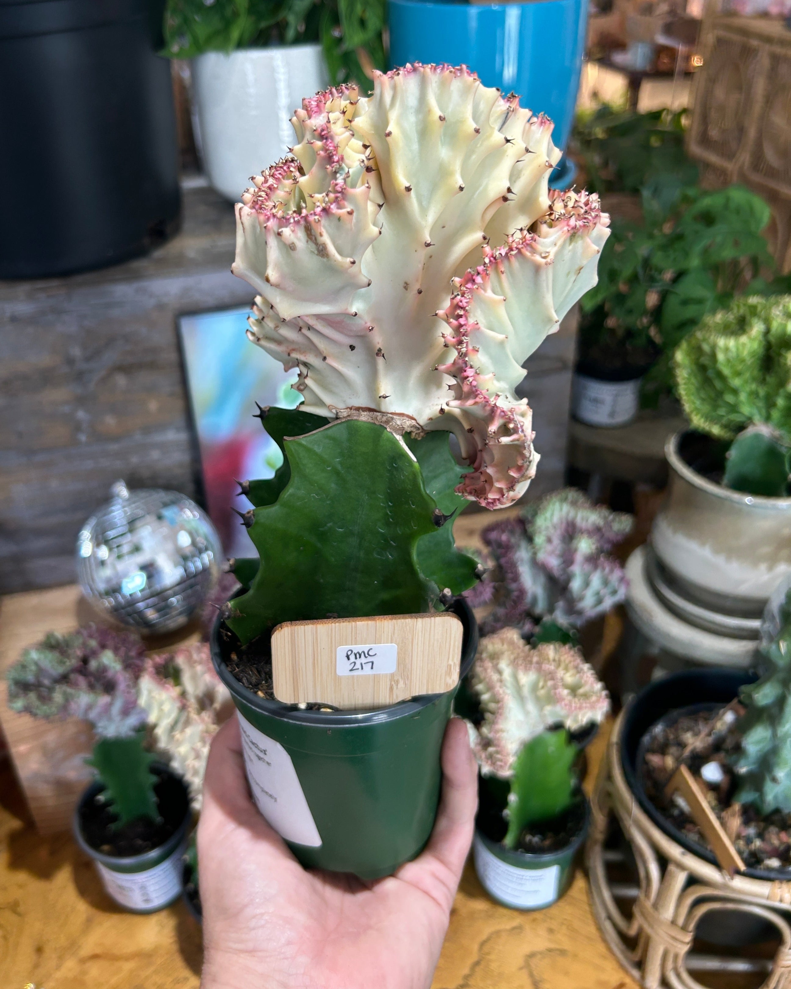 Pink Euphorbia lactea ‘Cristata’ – Coral Cactus / Mermaid Cactus - PMC217