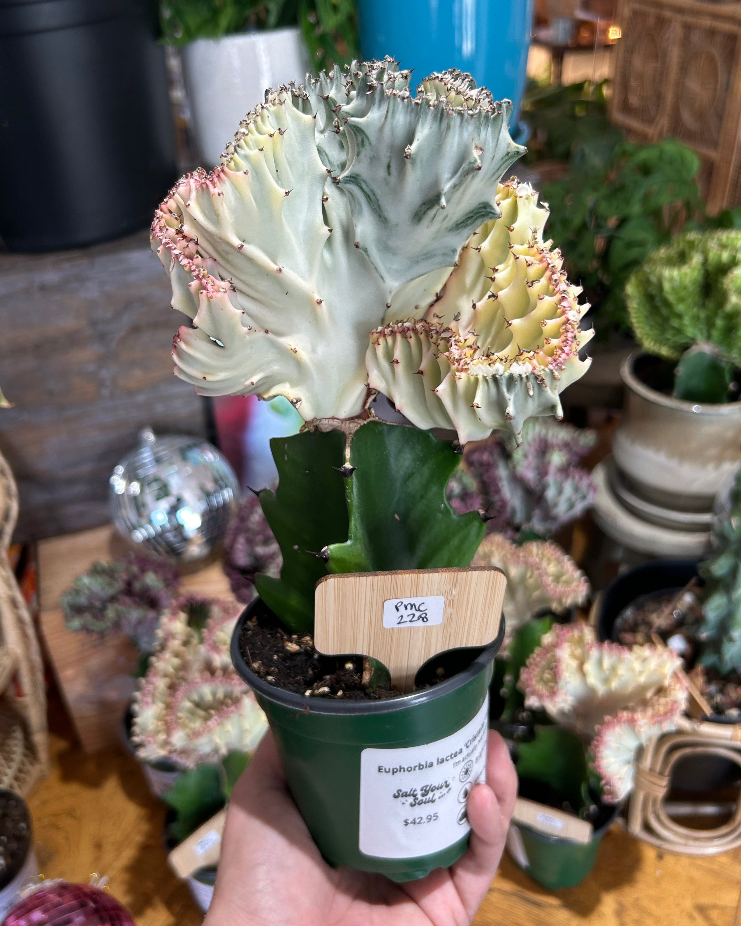 Pink Euphorbia lactea ‘Cristata’ – Coral Cactus / Mermaid Cactus - PMC228