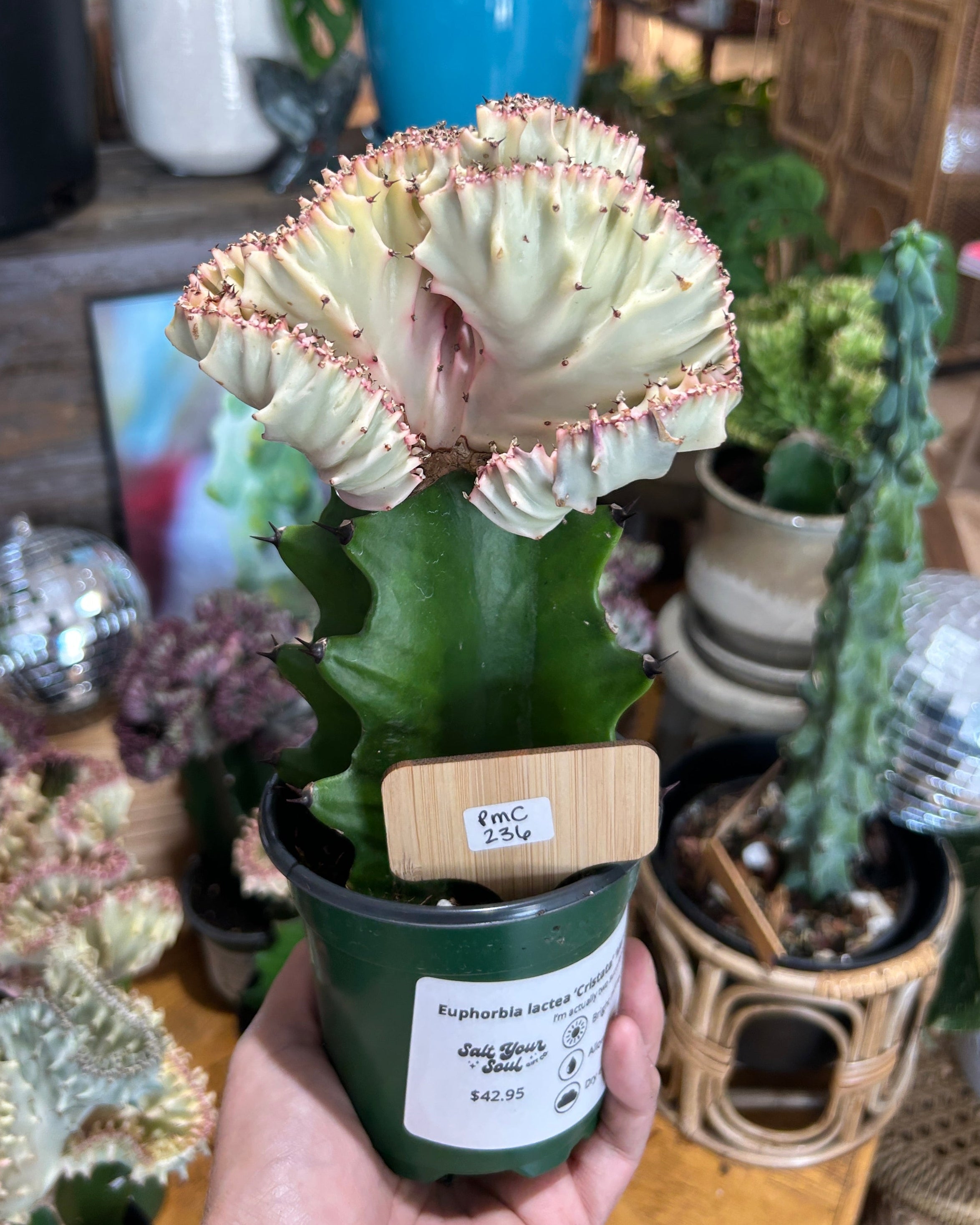 Pink Euphorbia lactea ‘Cristata’ – Coral Cactus / Mermaid Cactus - PMC236