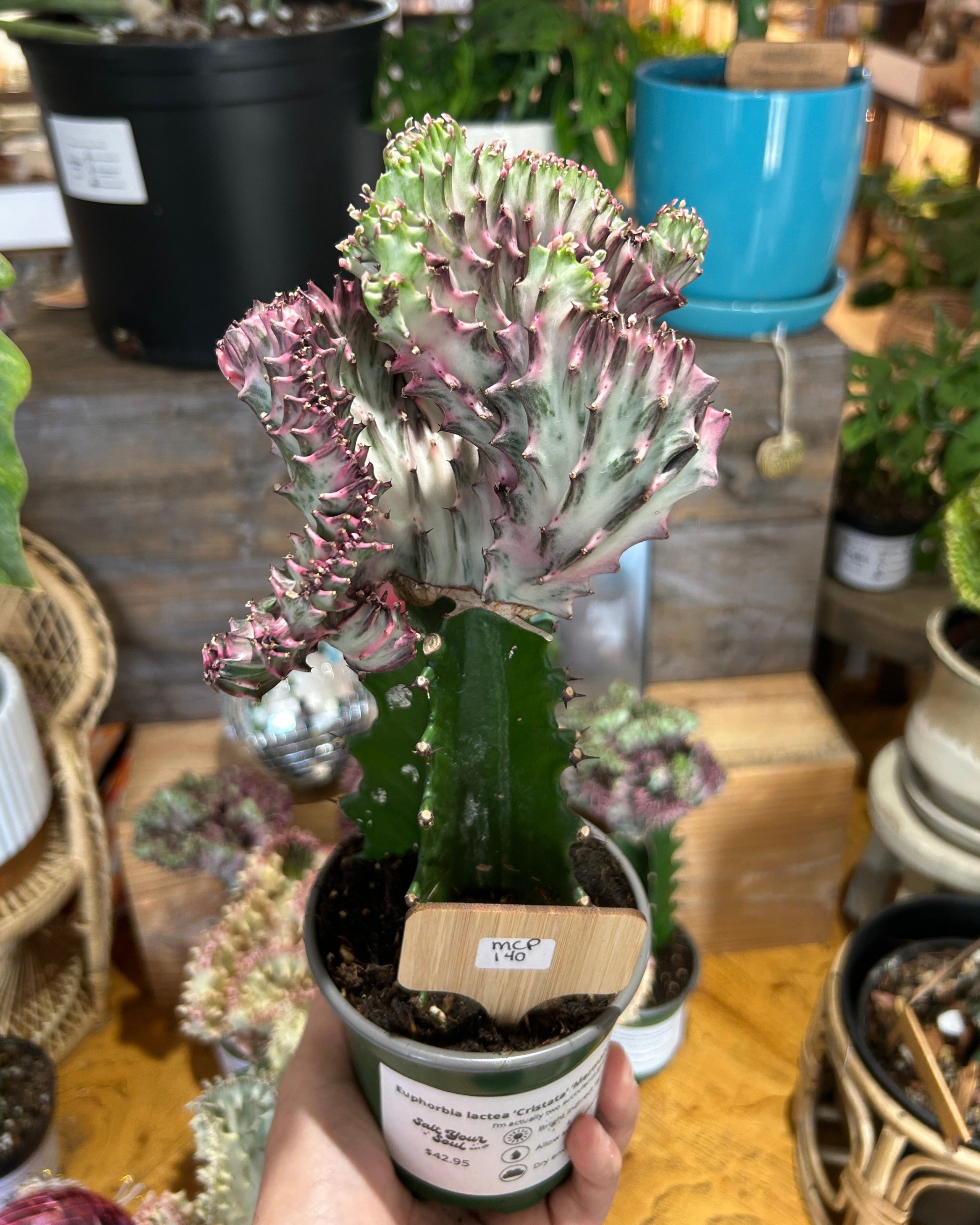 Purple Euphorbia lactea ‘Cristata’ – Coral Cactus / Mermaid Cactus - MCP140